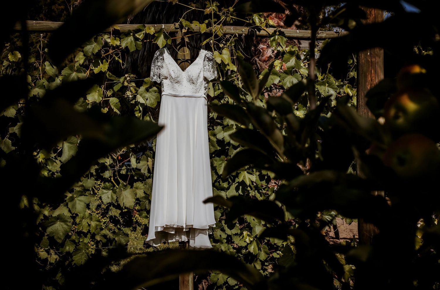 Elegant white wedding dress with lace details hangs beautifully among lush green garden vines and leaves.