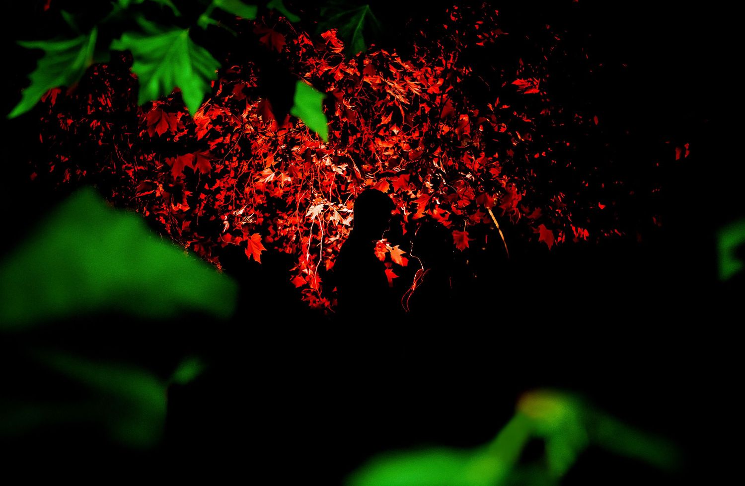 Romantic silhouette of couple framed by red-lit autumn leaves and green foliage in dark night setting.