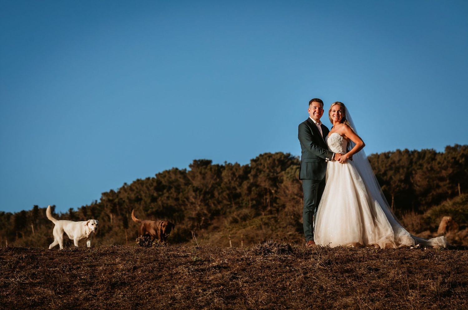 Smiling bride and groom pose on a golden hilltop with two dogs roaming freely behind them.