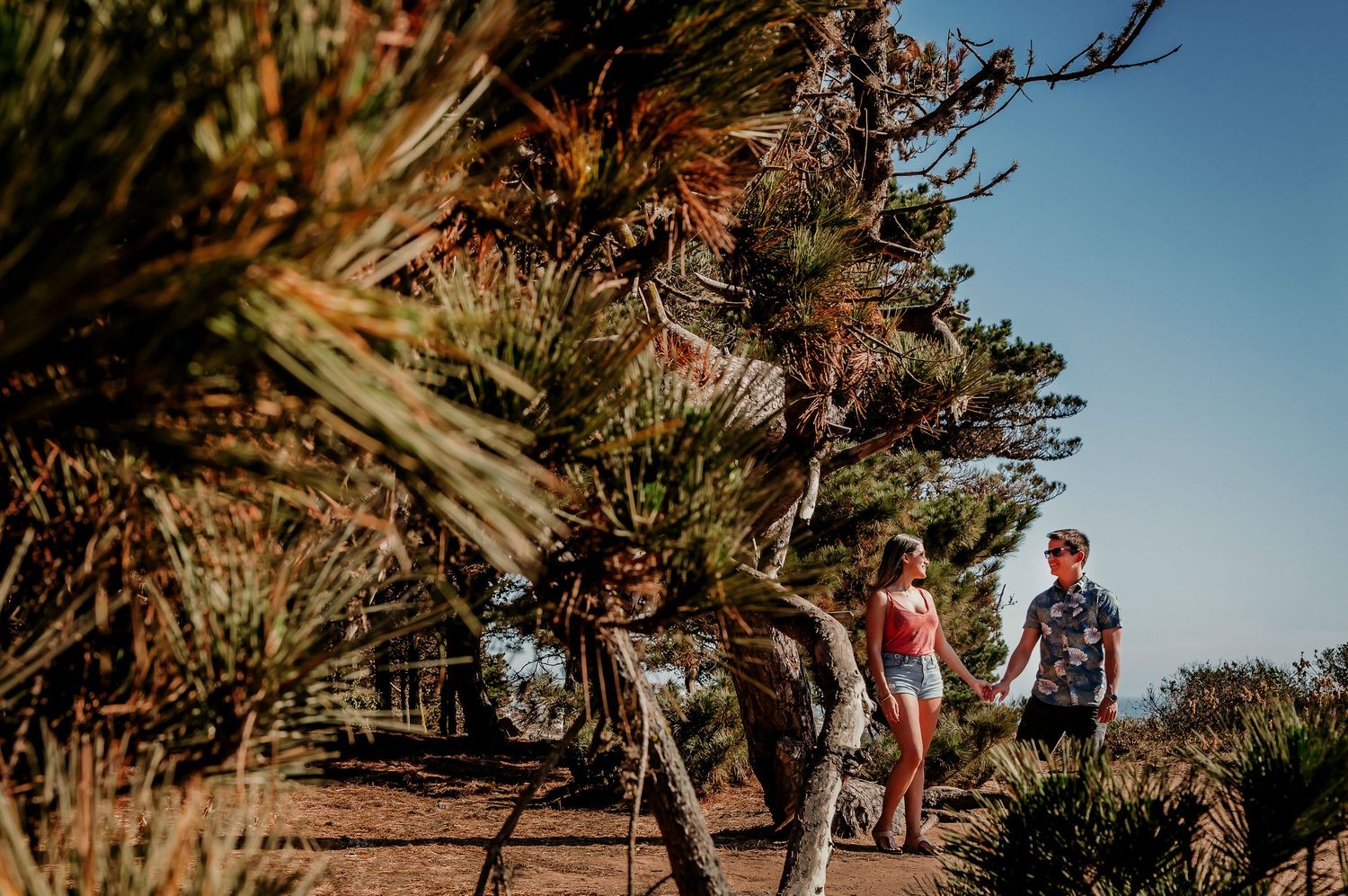 Couple walking hand in hand along a sunny path lined with pine trees and dry vegetation.