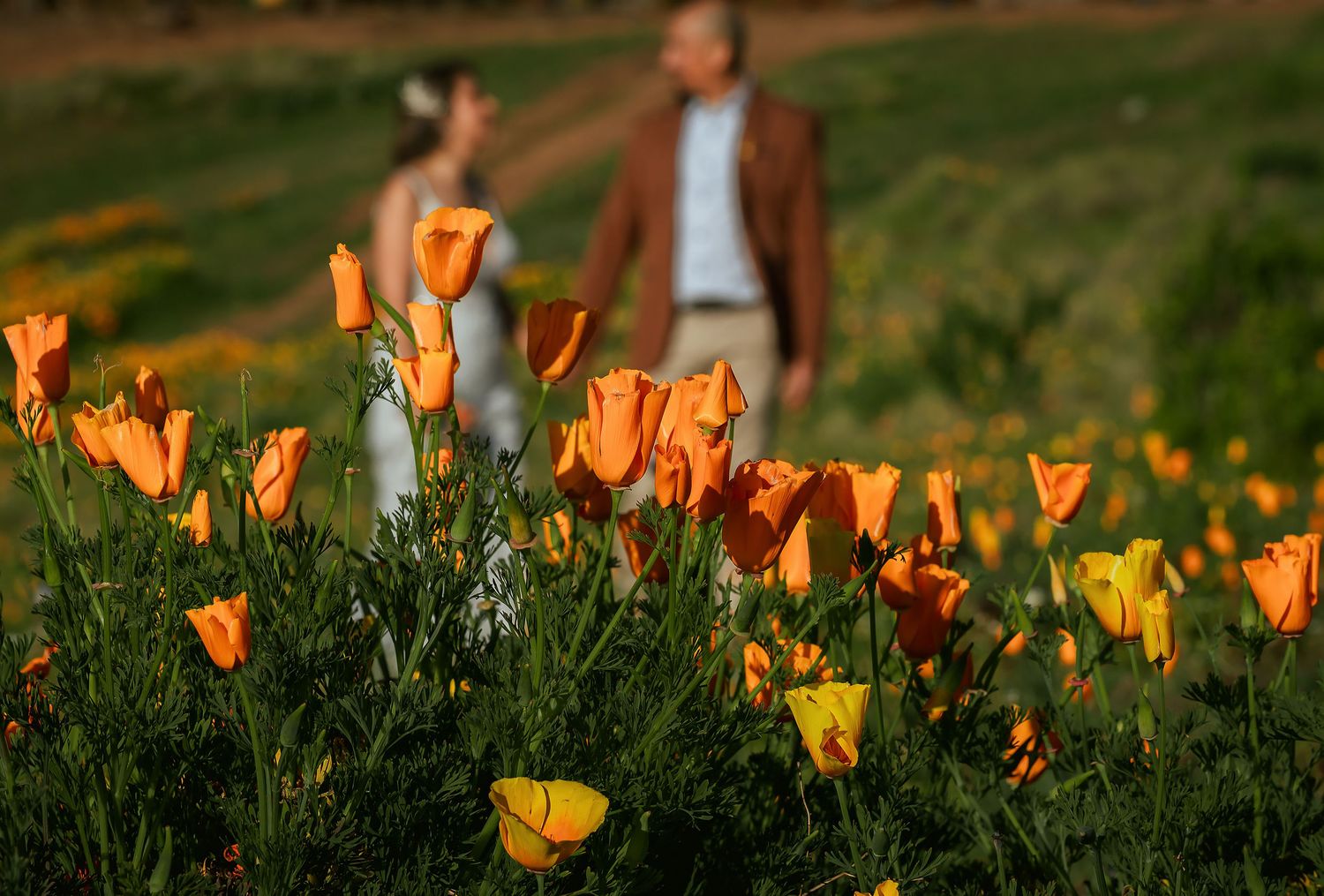 Bright orange California poppies bloom in a green field while a couple walks together in soft focus in the background.