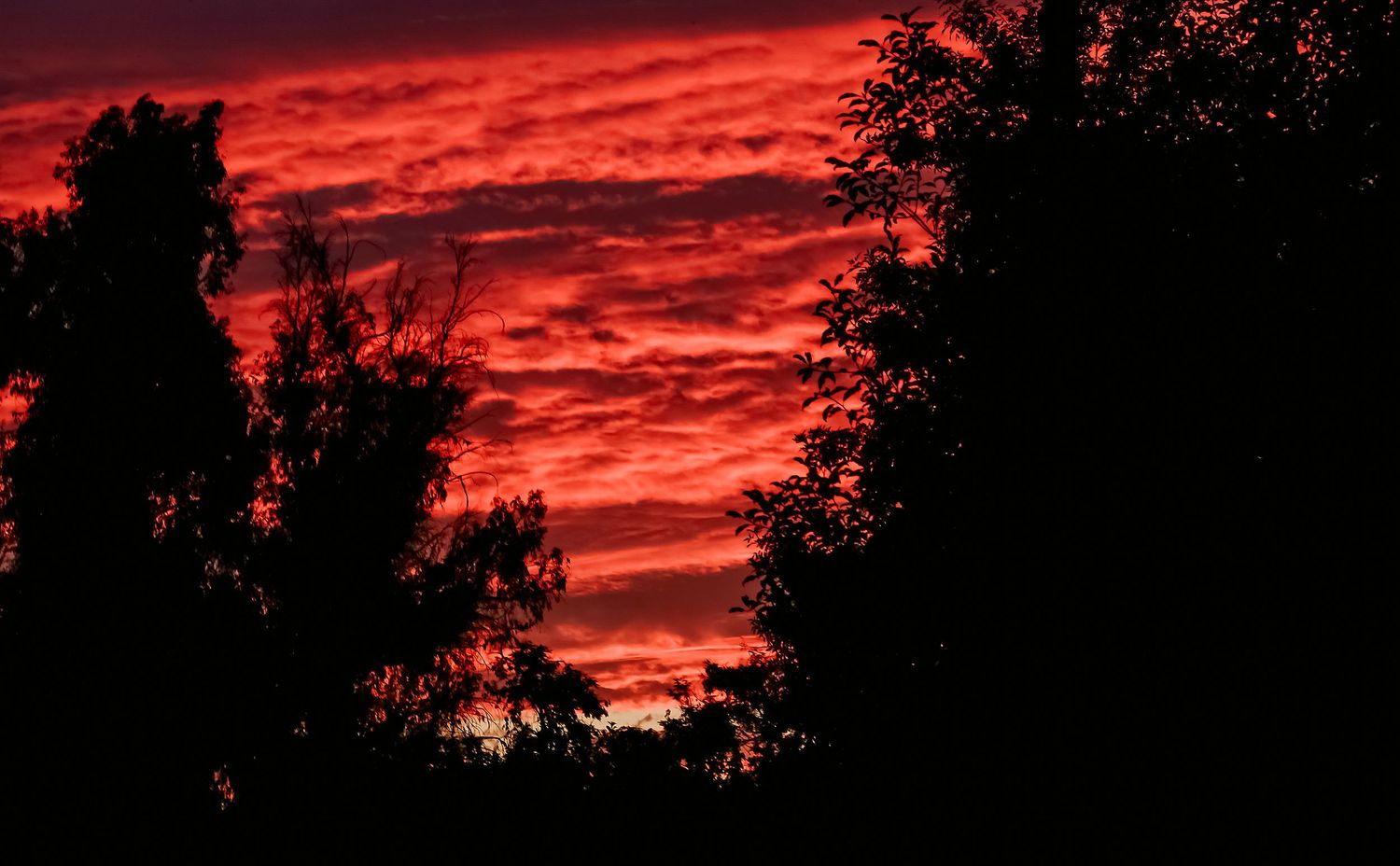 Dramatic red and orange sunset sky silhouetting dark tree canopies in a stunning nature scene.