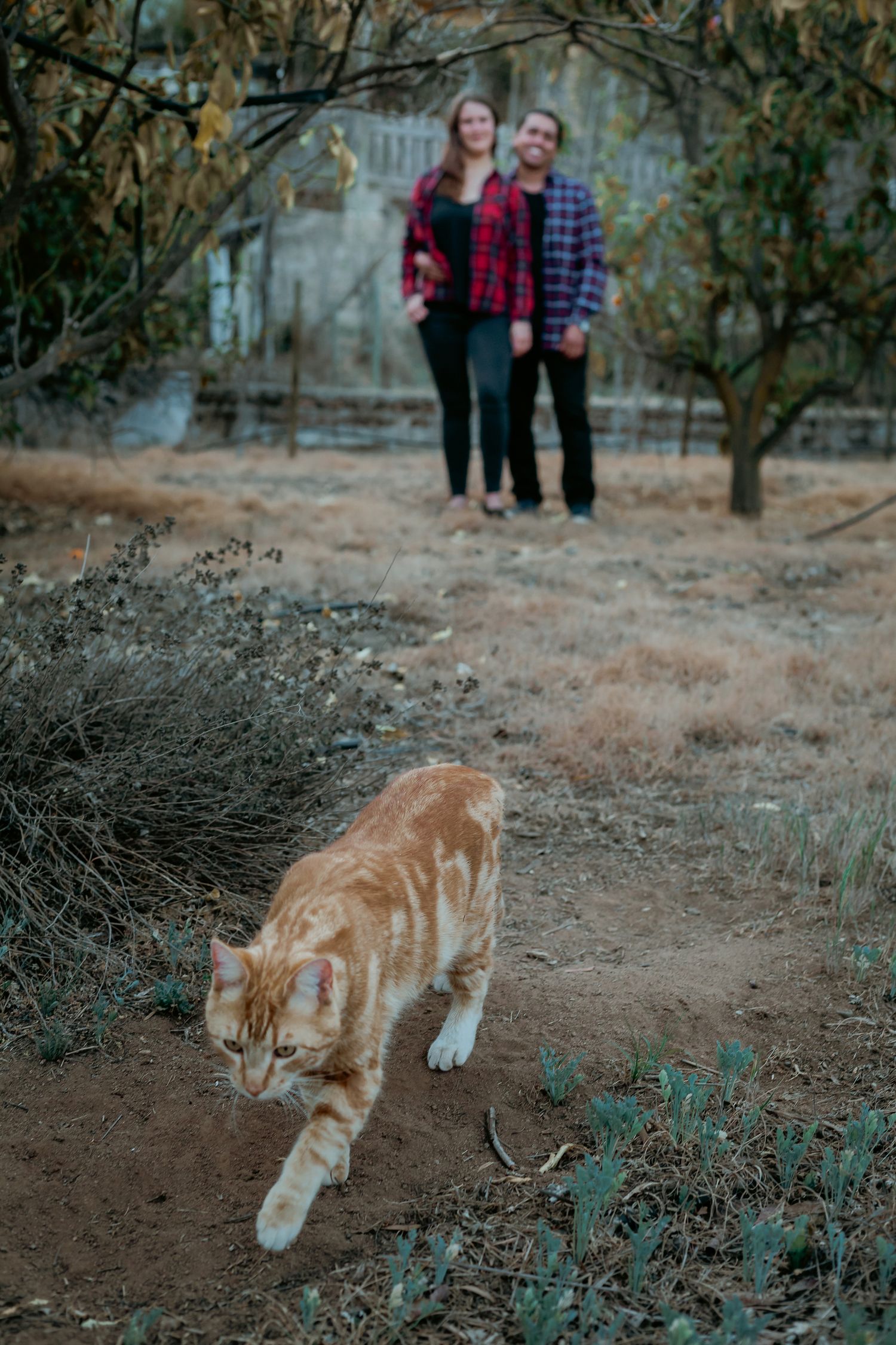 An orange tabby cat walks in the foreground while a couple stands among dry trees behind it.