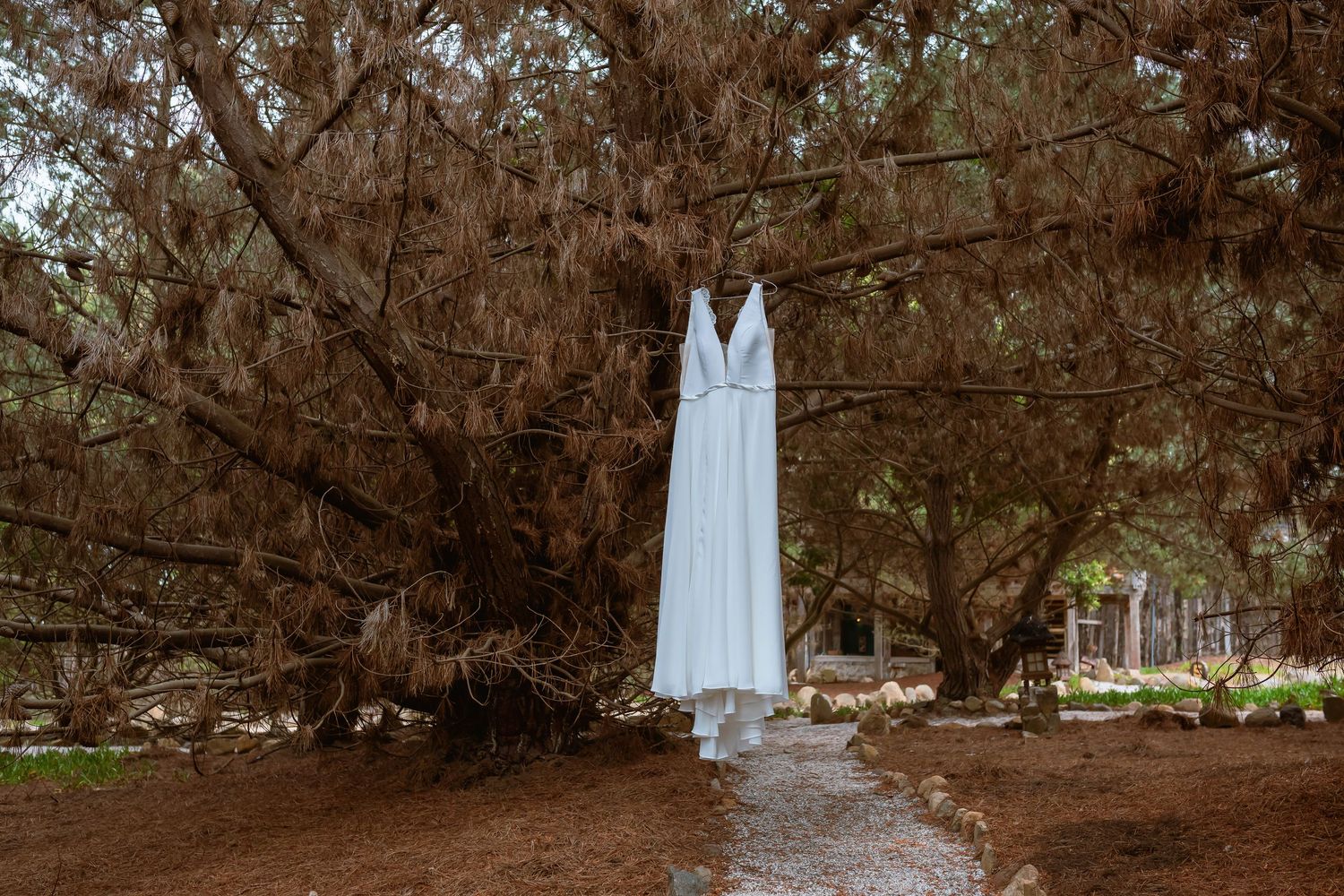 White wedding dress hanging from tree branches in outdoor forest setting.