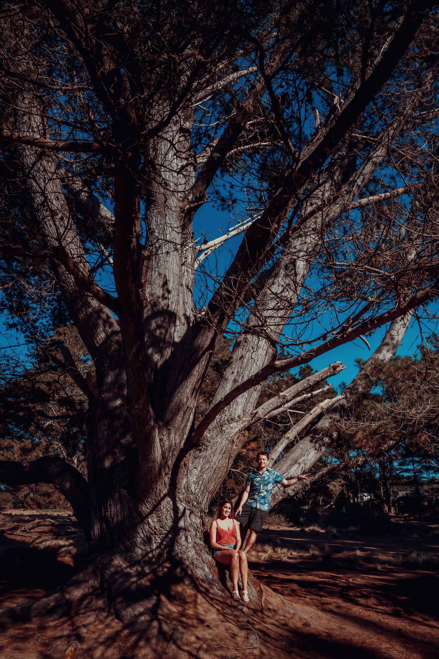 Couple posing beneath a massive tree with wide spreading branches under a vivid blue sky.