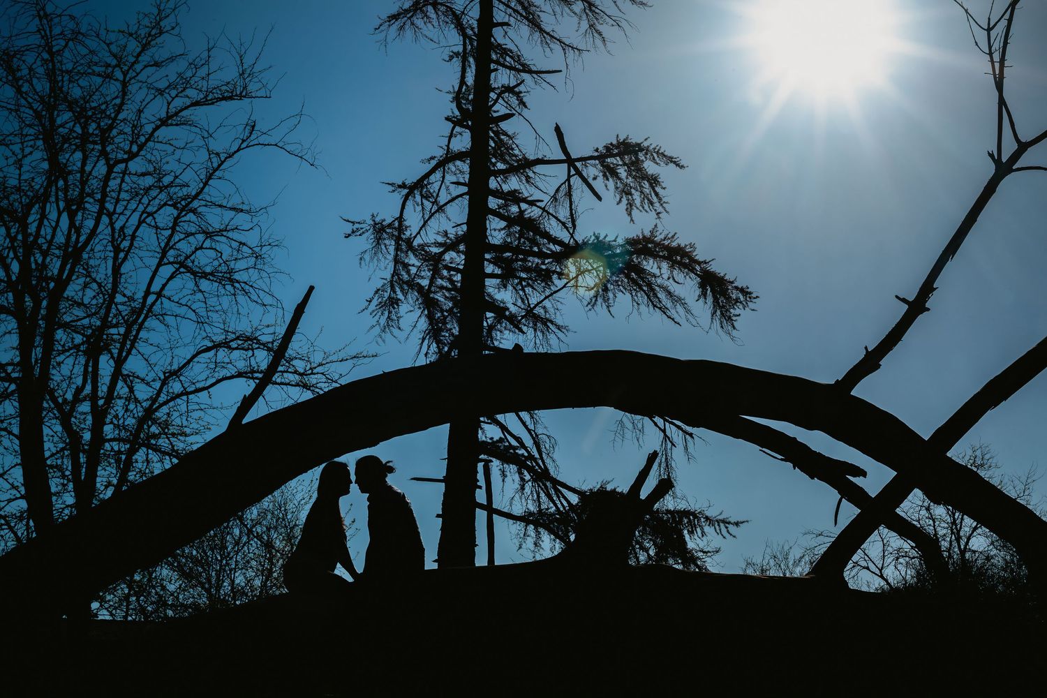 Silhouette of couple walking along fallen tree trunk with sun flare and bare trees against blue sky.