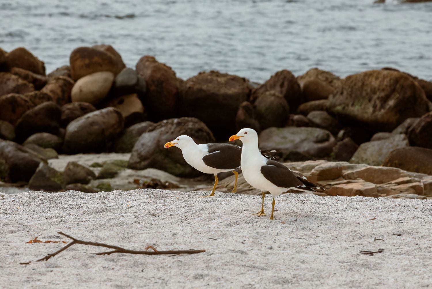 Two seagulls standing on a sandy beach with large brown rocks in the background near the water.