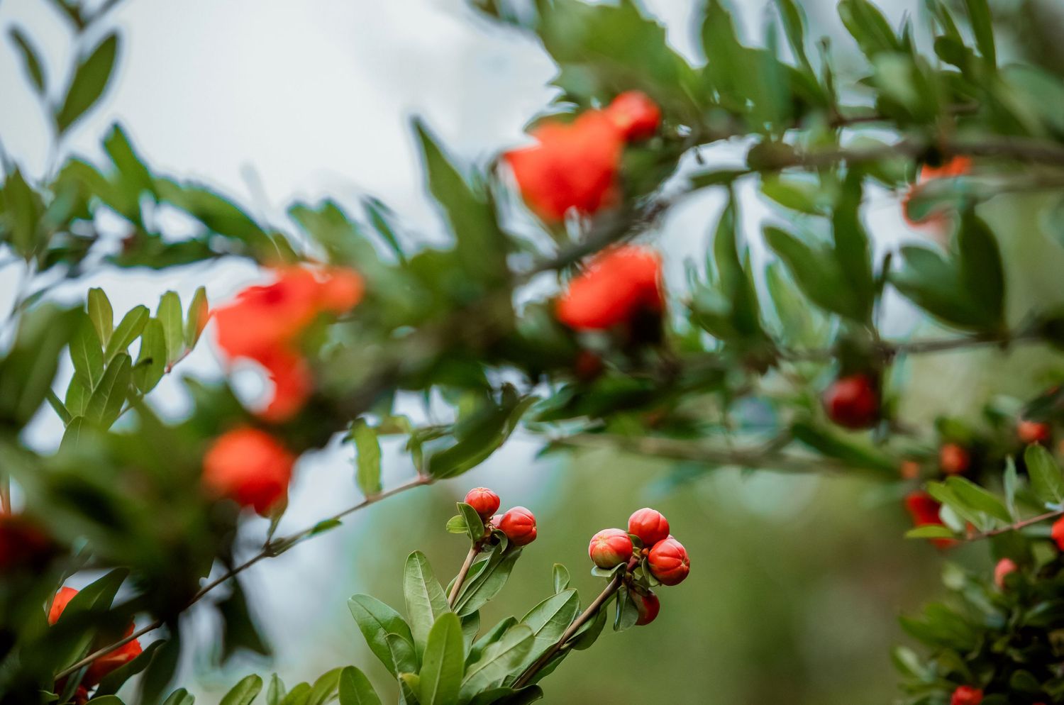 Close-up of vibrant red berries and green leaves on a branch with soft bokeh background.