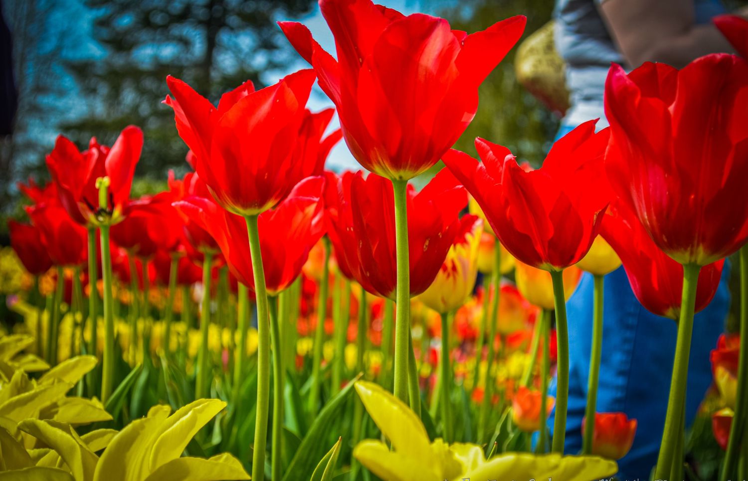 Vibrant red tulips in full bloom with yellow flowers in a sunny garden.