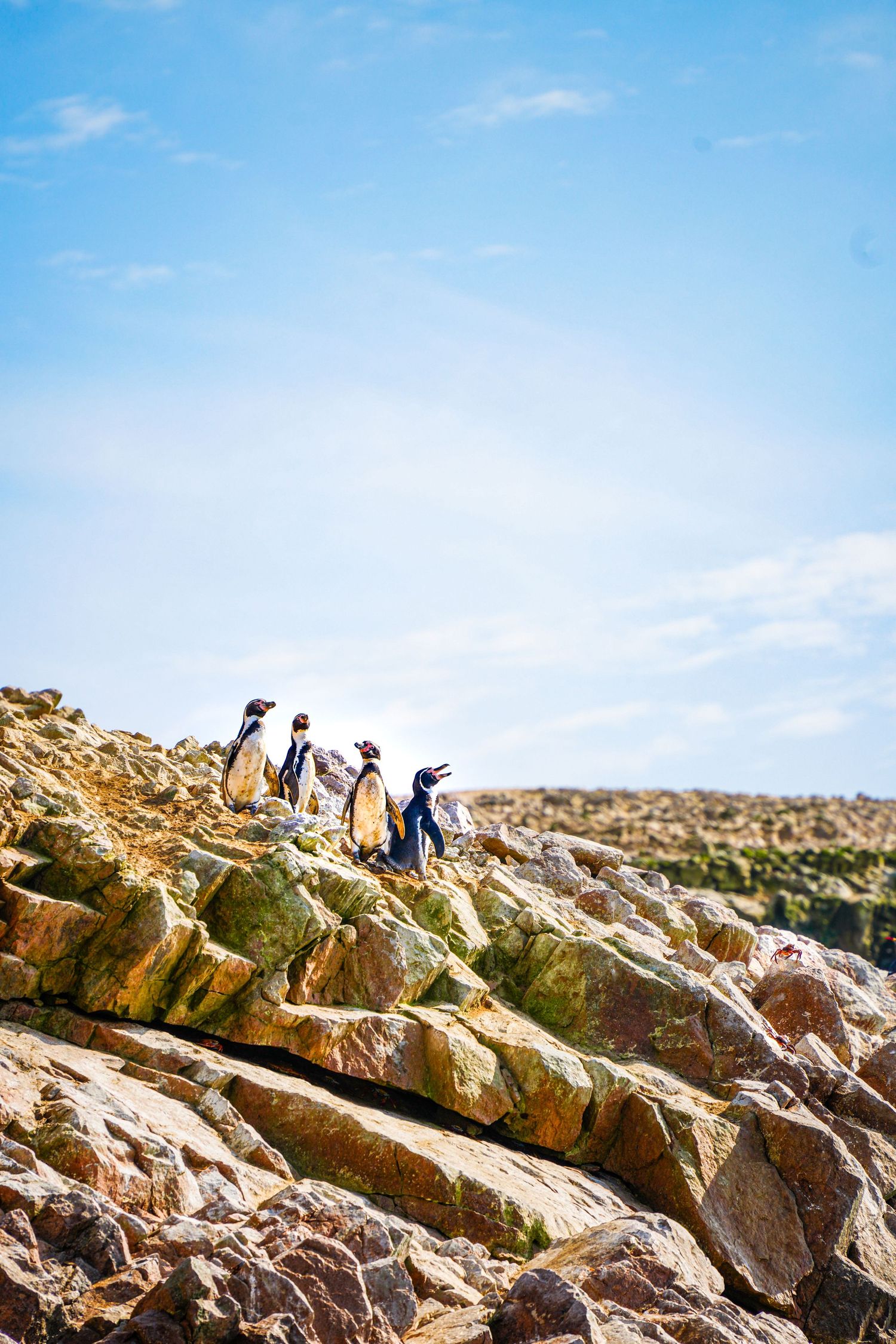 A group of Magellanic penguins standing on rocky coastal terrain under a blue sky.