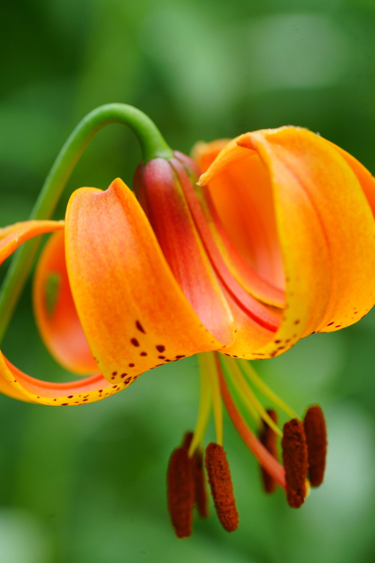 Macro shot of an orange tiger lily with curved petals, dark spots, and prominent brown stamens on green background.