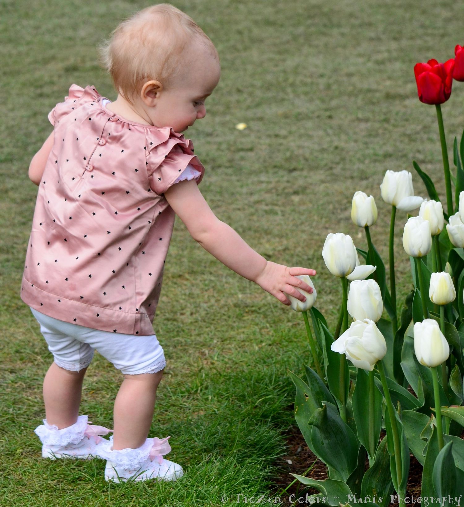 A toddler girl in a pink polka dot dress reaches out to touch white tulips in a garden.