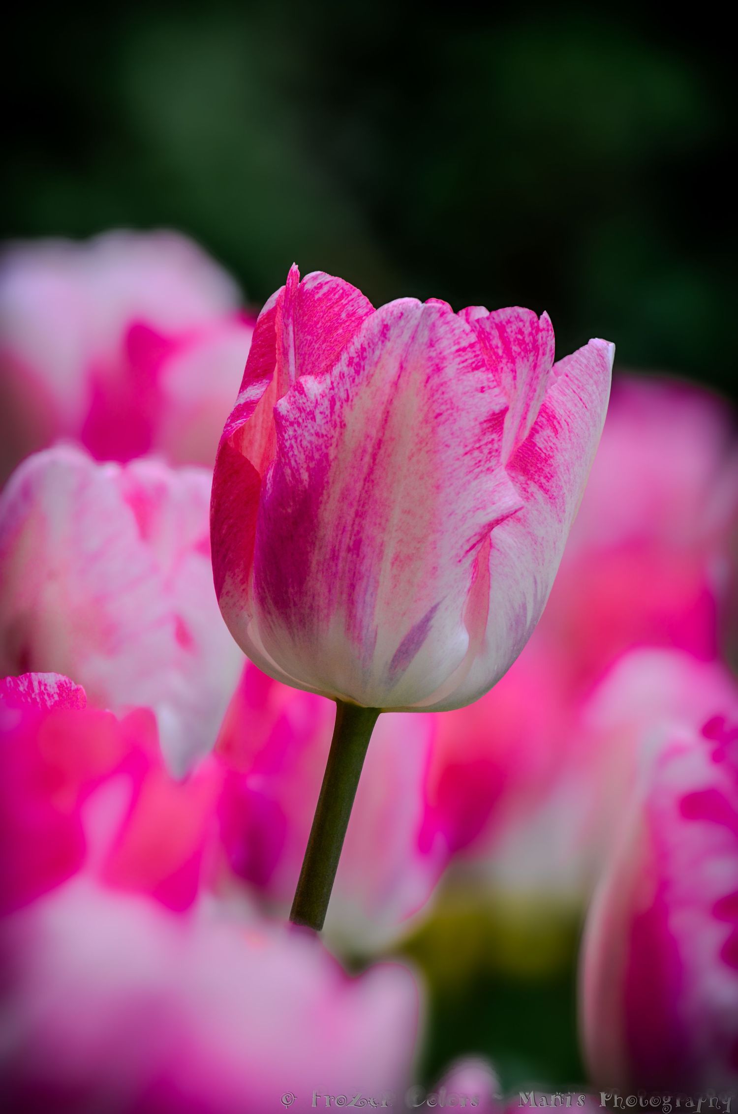 Close-up of a vibrant pink and white tulip in full bloom surrounded by blurred pink flowers.