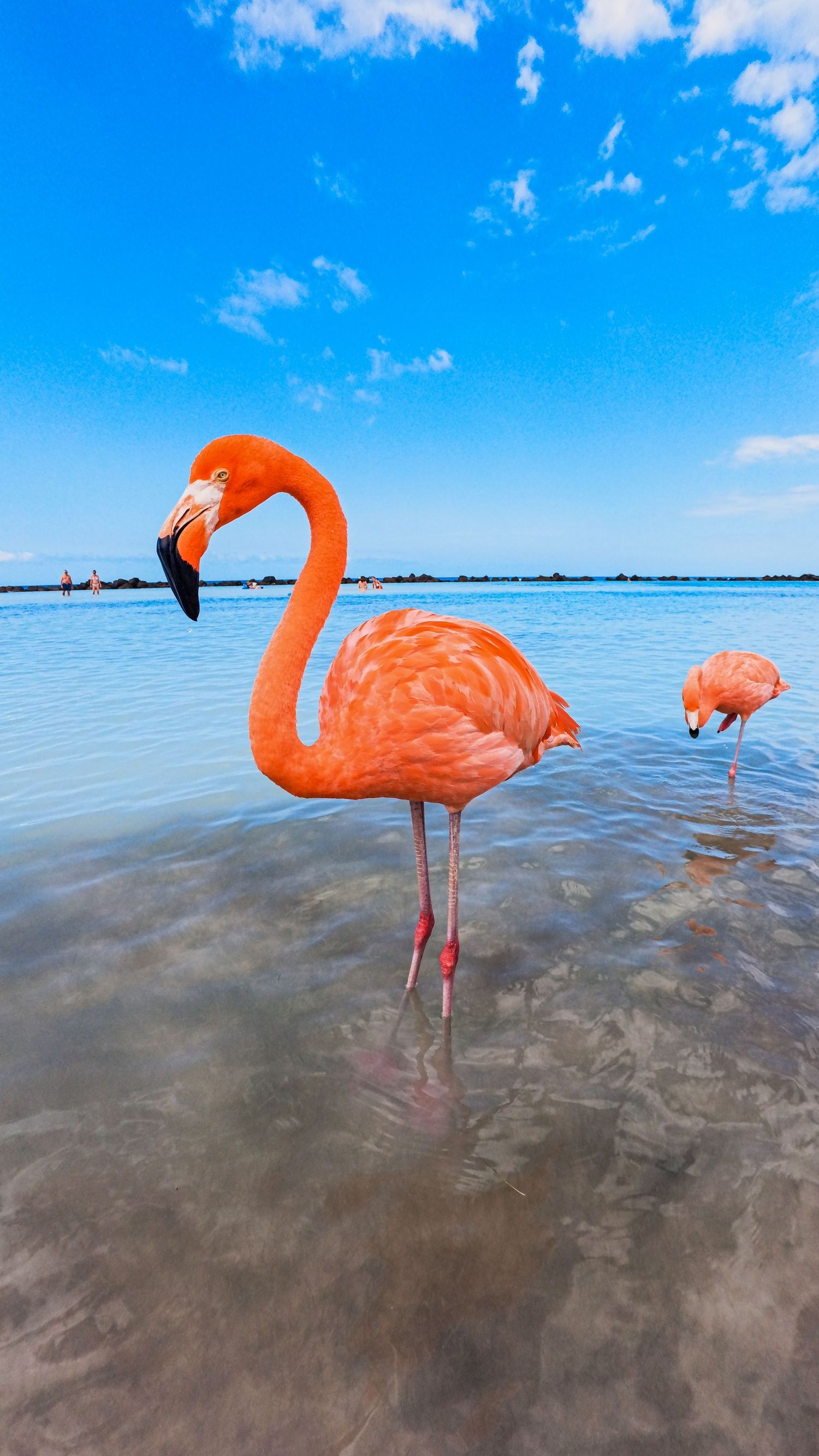 Two vibrant orange flamingos wade in shallow turquoise water under a bright blue sky.