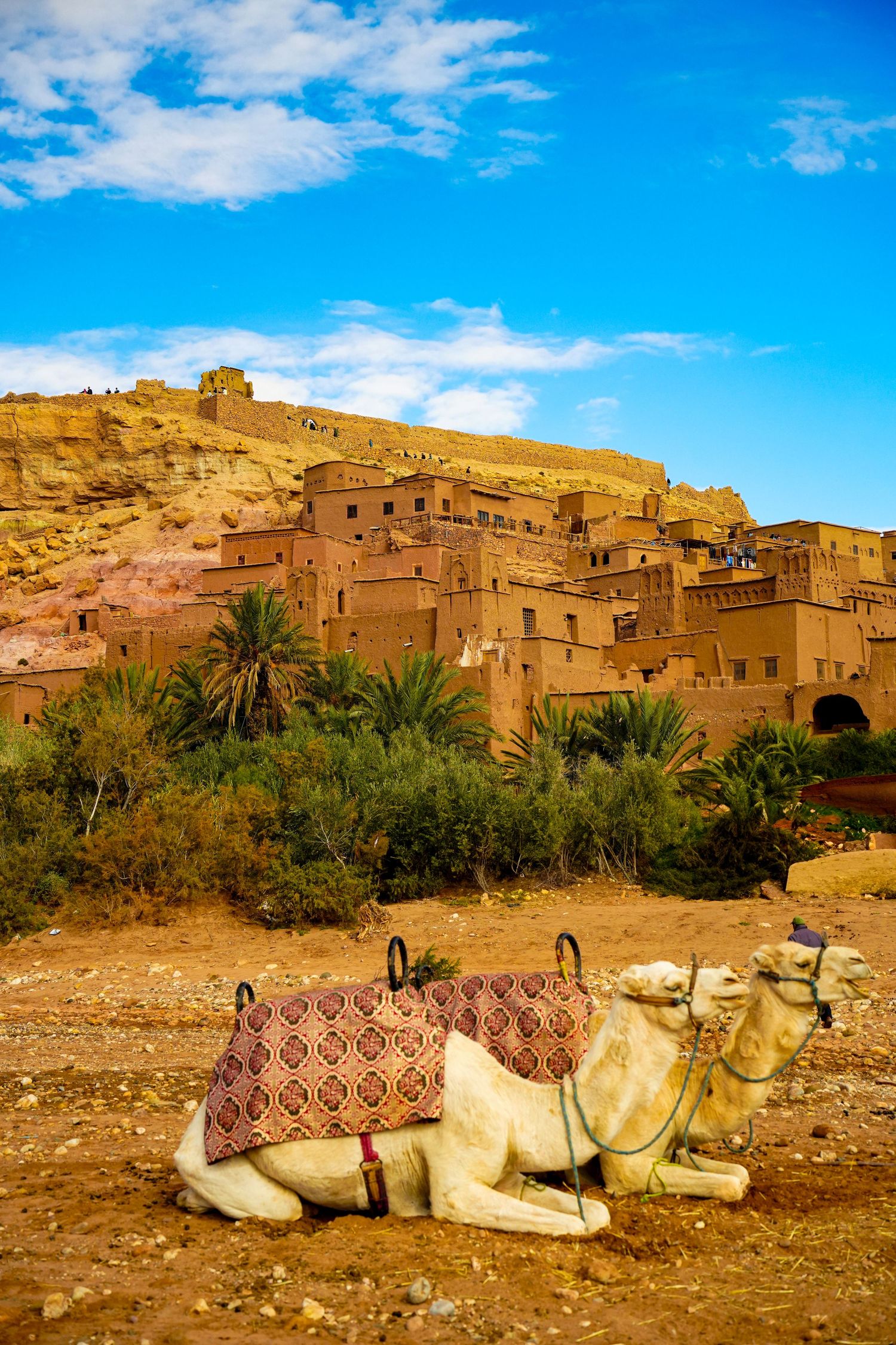 Camel resting in front of ancient Moroccan kasbah Ait Benhaddou with palm trees and blue sky backdrop.