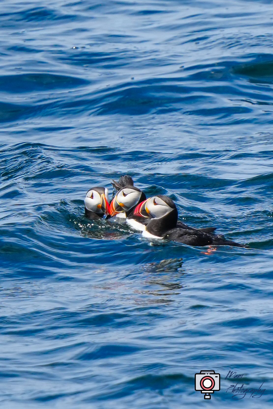 Three Atlantic puffins with colorful beaks swimming together on blue ocean water.