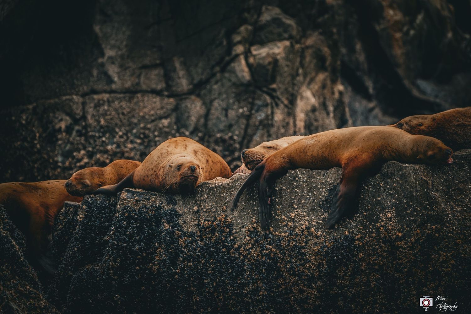 Sea lions sleeping and resting together on dark rocky surface in moody natural lighting.