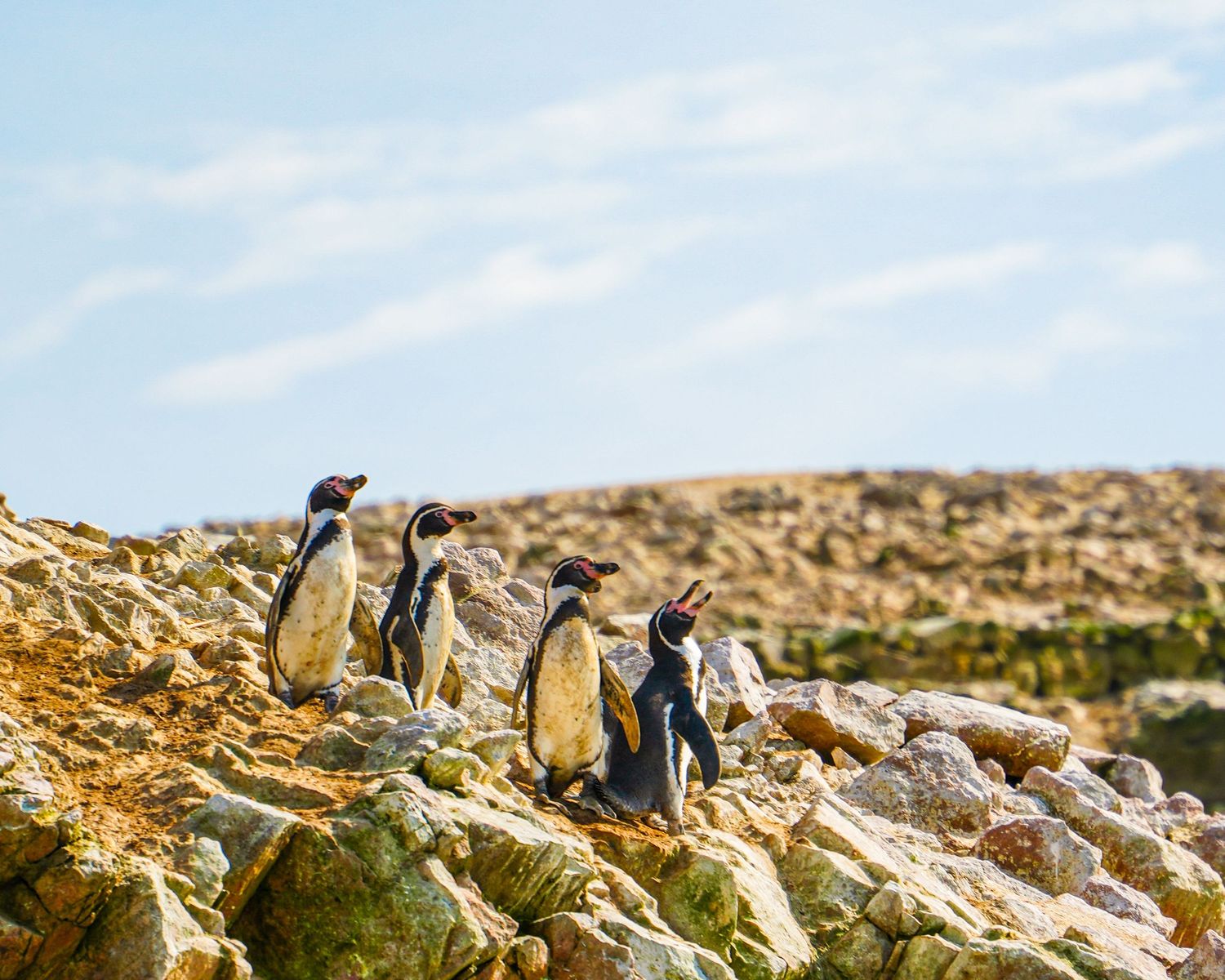 A group of Humboldt penguins standing on rocky terrain under a blue sky in their natural habitat.