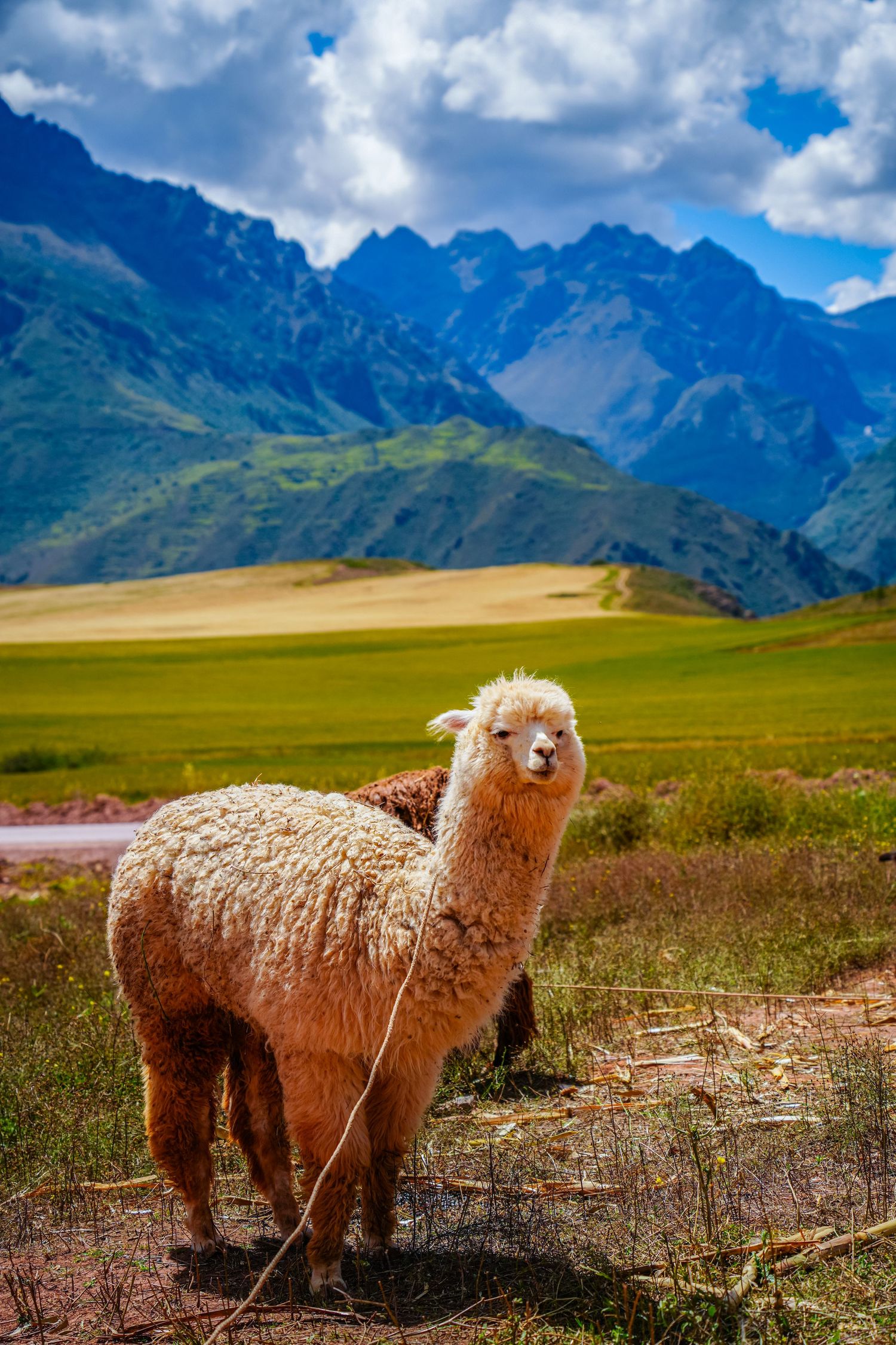 A fluffy brown alpaca stands in a lush green Andean valley with dramatic mountain peaks under a partly cloudy sky.