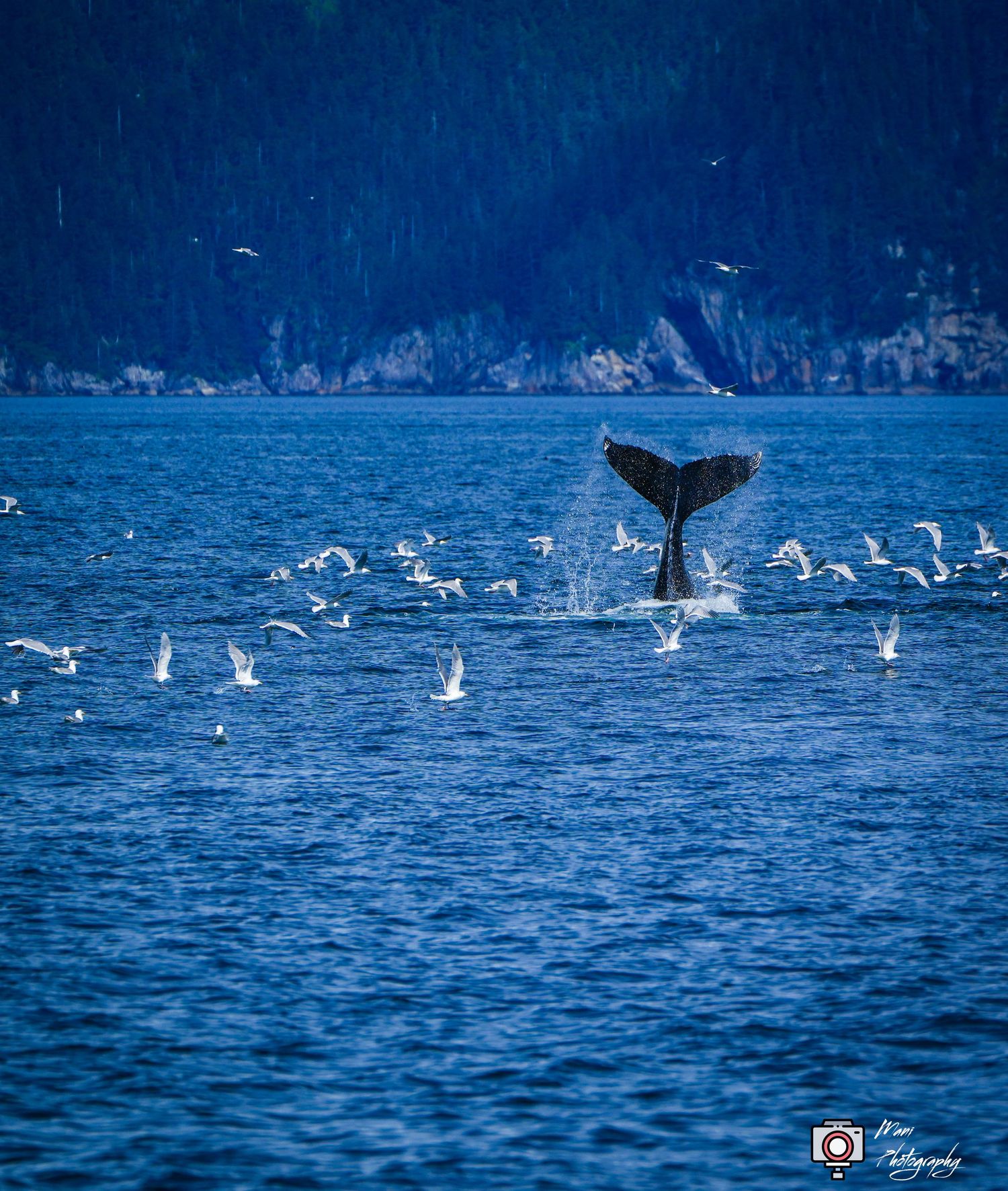 Humpback whale tail fluke rising from blue ocean surrounded by flock of seagulls.