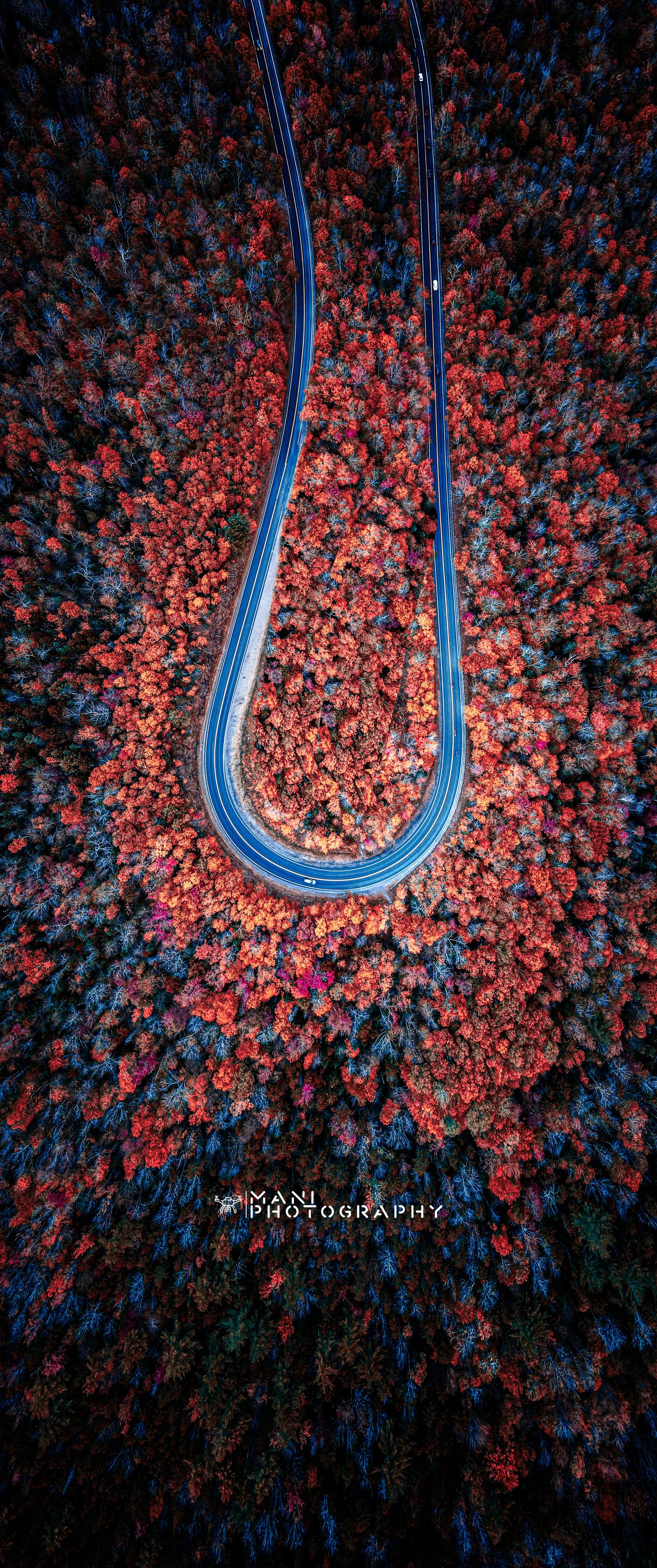 Aerial drone view of a winding hairpin road cutting through a vibrant red autumn forest, captured by Mani Photography.