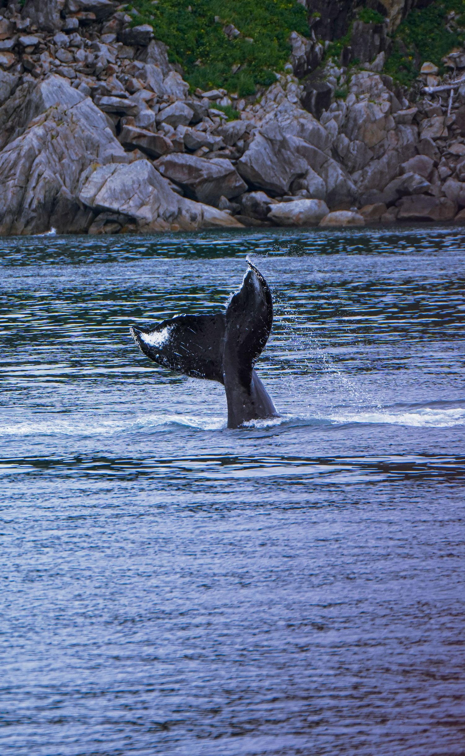 A humpback whale tail fluke emerges from calm water near a rocky shoreline with green vegetation above.