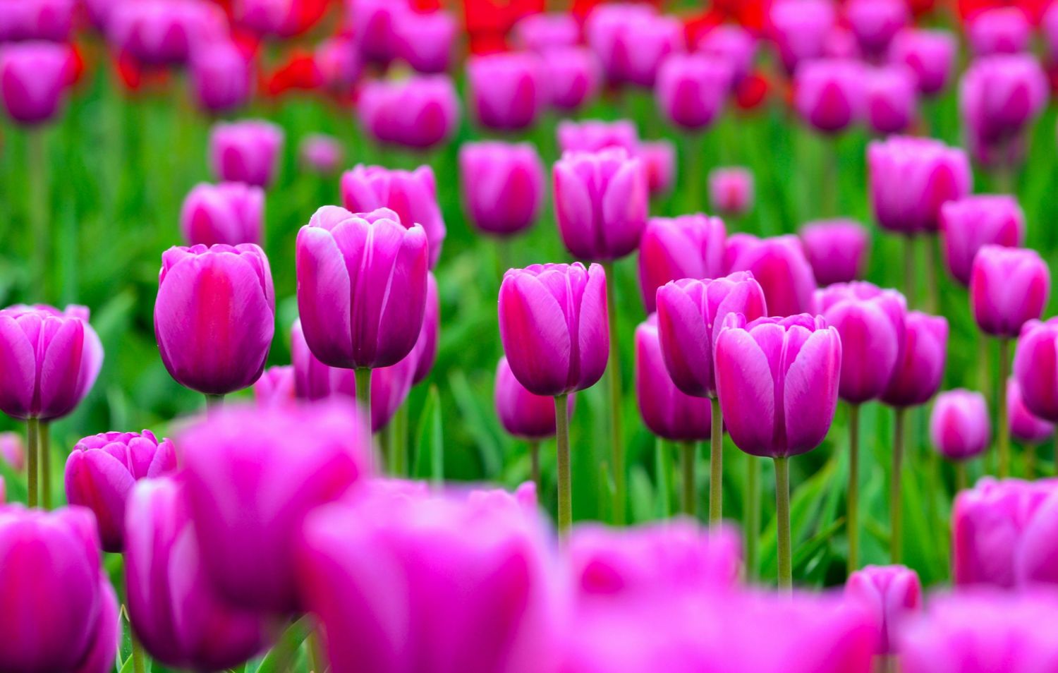 A stunning field of bright pink and purple tulips blooming under natural light.