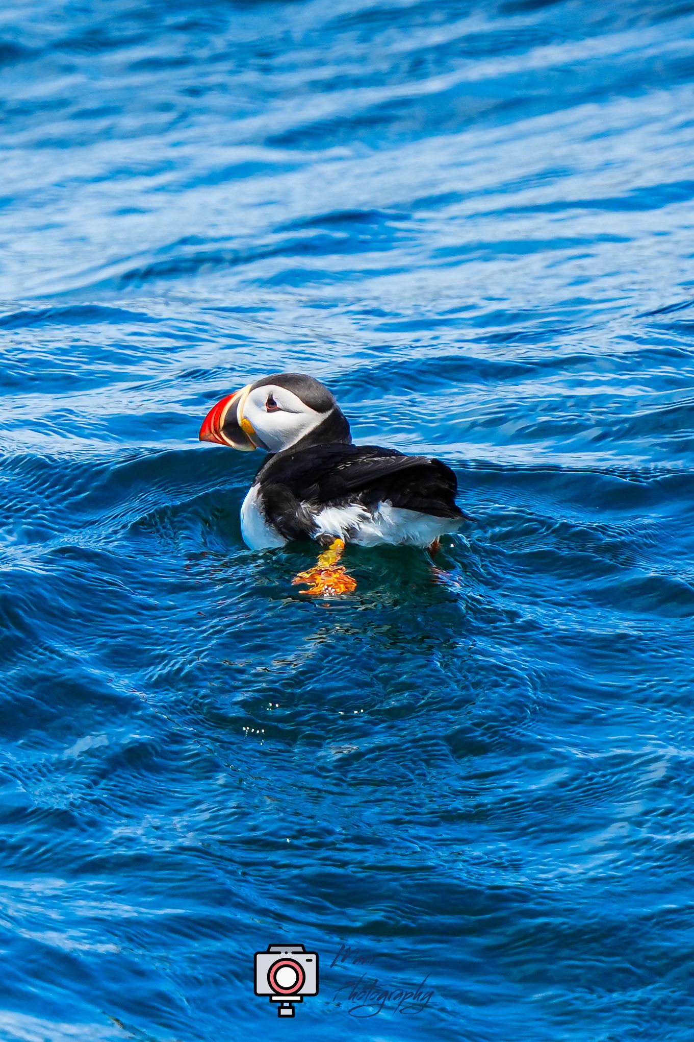 A colorful Atlantic puffin with vibrant orange beak floats on bright blue ocean water, showcasing its black and white plumage.