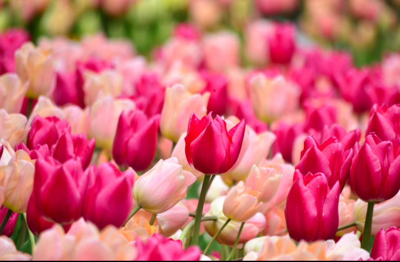 Field of vivid pink and soft peach tulips blooming in a colorful spring garden.