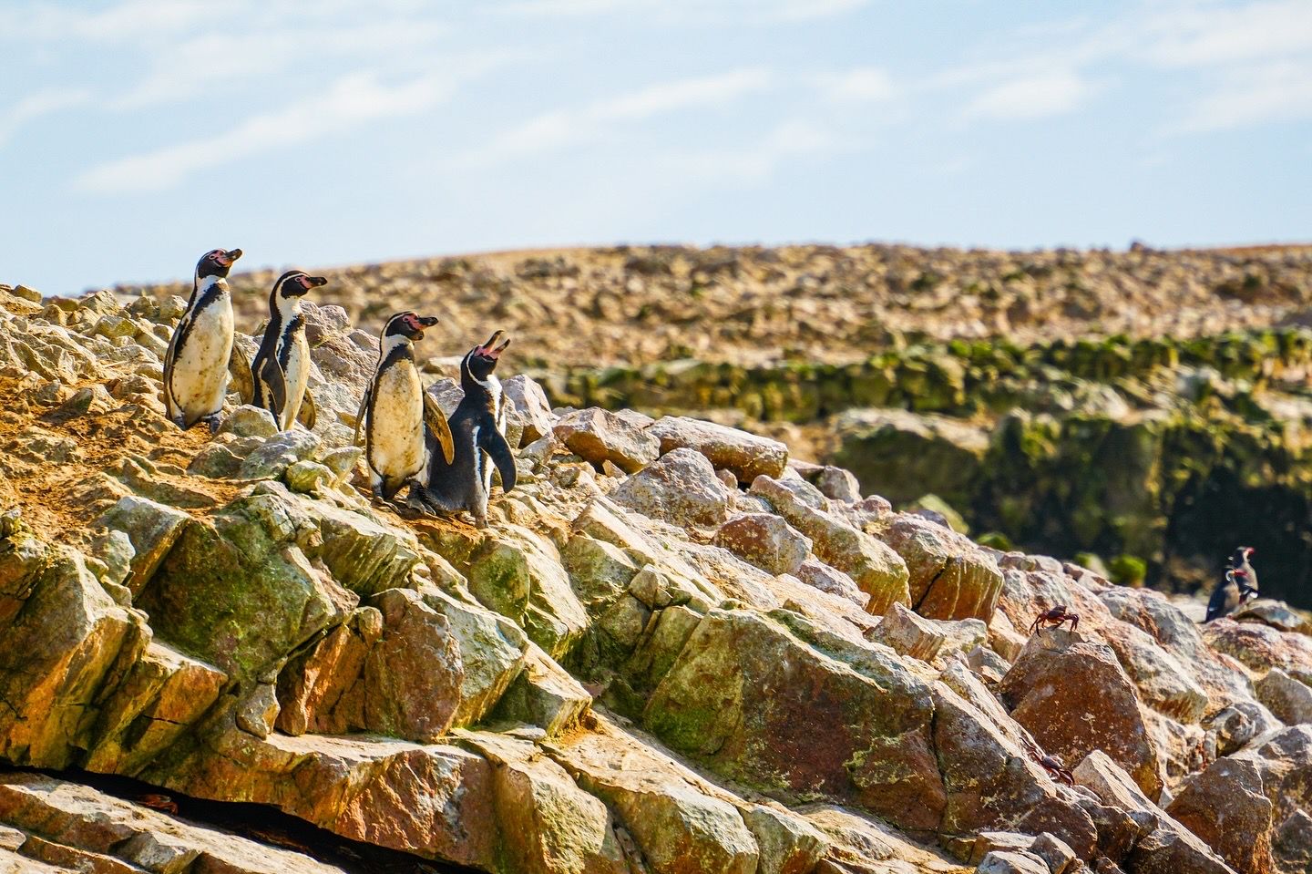 A group of African penguins perched on rocky coastal terrain under a bright blue sky.
