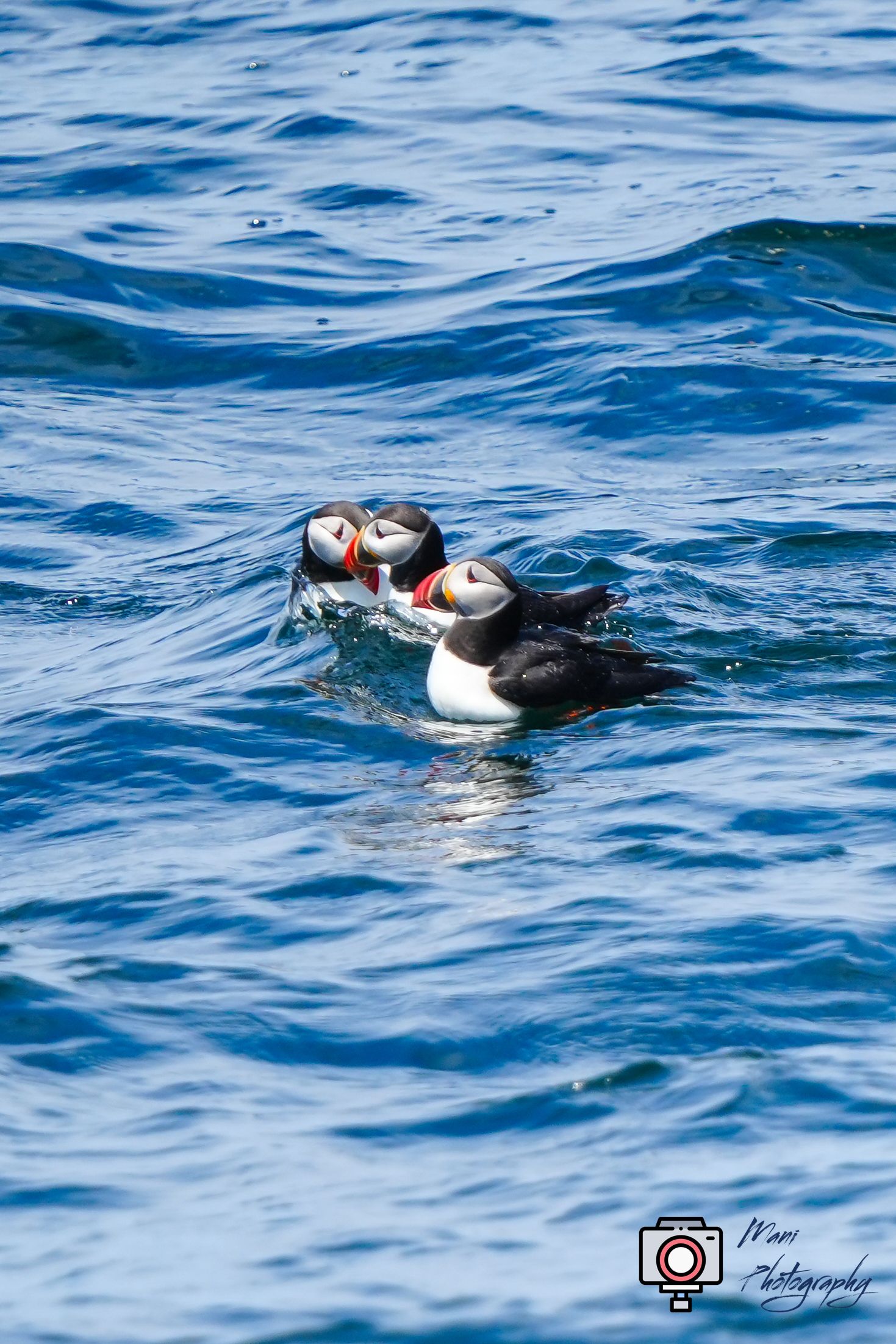 Two Atlantic puffins with vibrant orange beaks swimming together on blue ocean water.