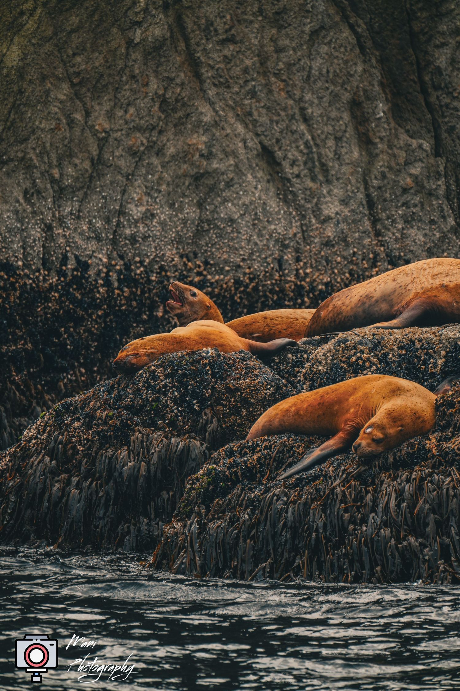 Three large sea lions rest peacefully on barnacle-covered rocks along a rugged coastline near the water.