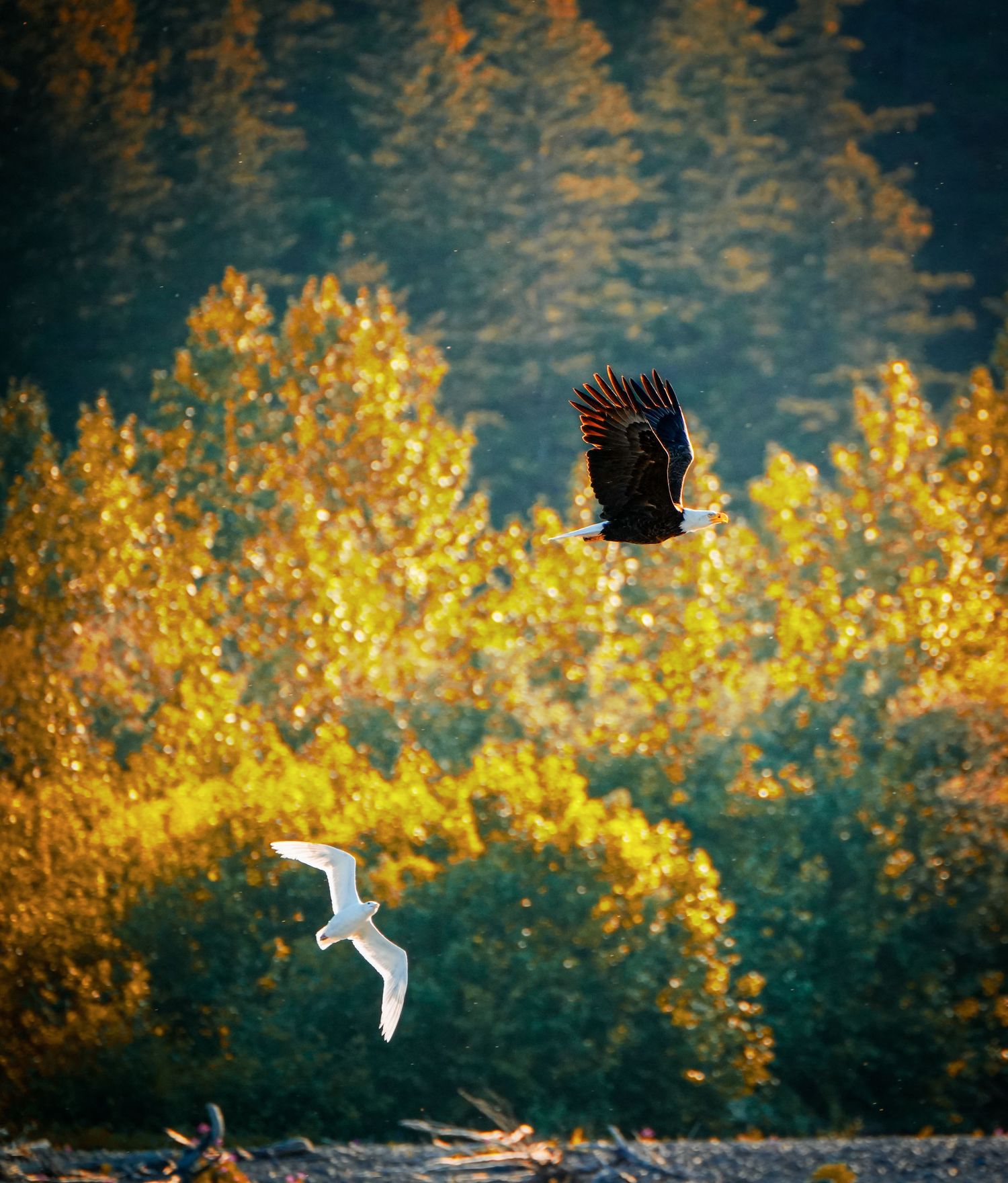 A bald eagle and white seagull flying over golden autumn trees bathed in warm evening sunlight.