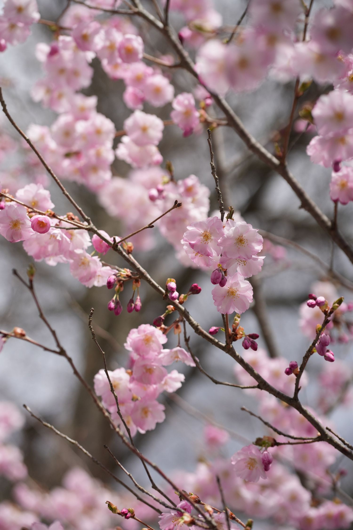 Beautiful pink cherry blossom flowers in full bloom covering tree branches with soft bokeh background.