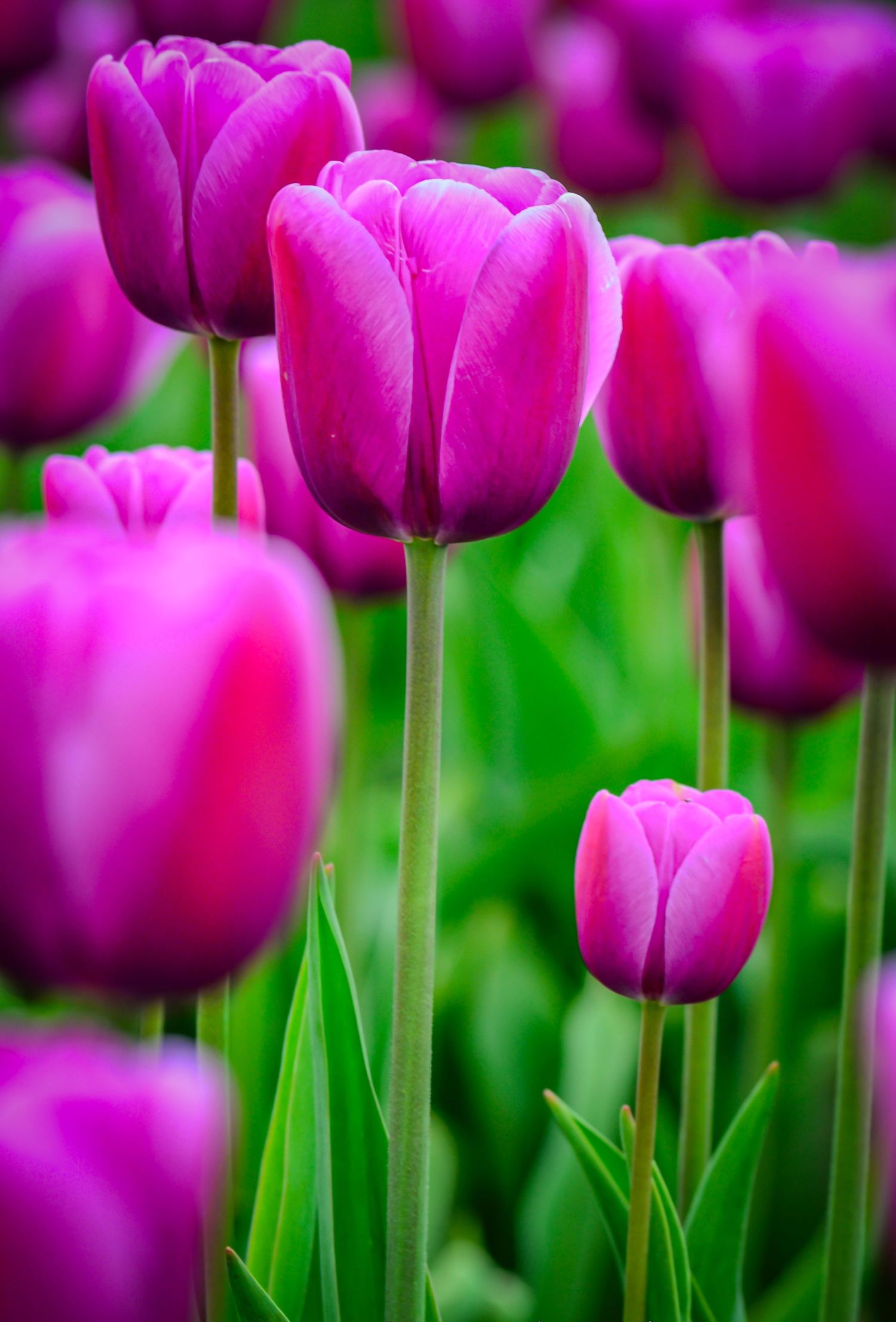 Close-up of vivid purple tulips with green stems in a lush garden setting.