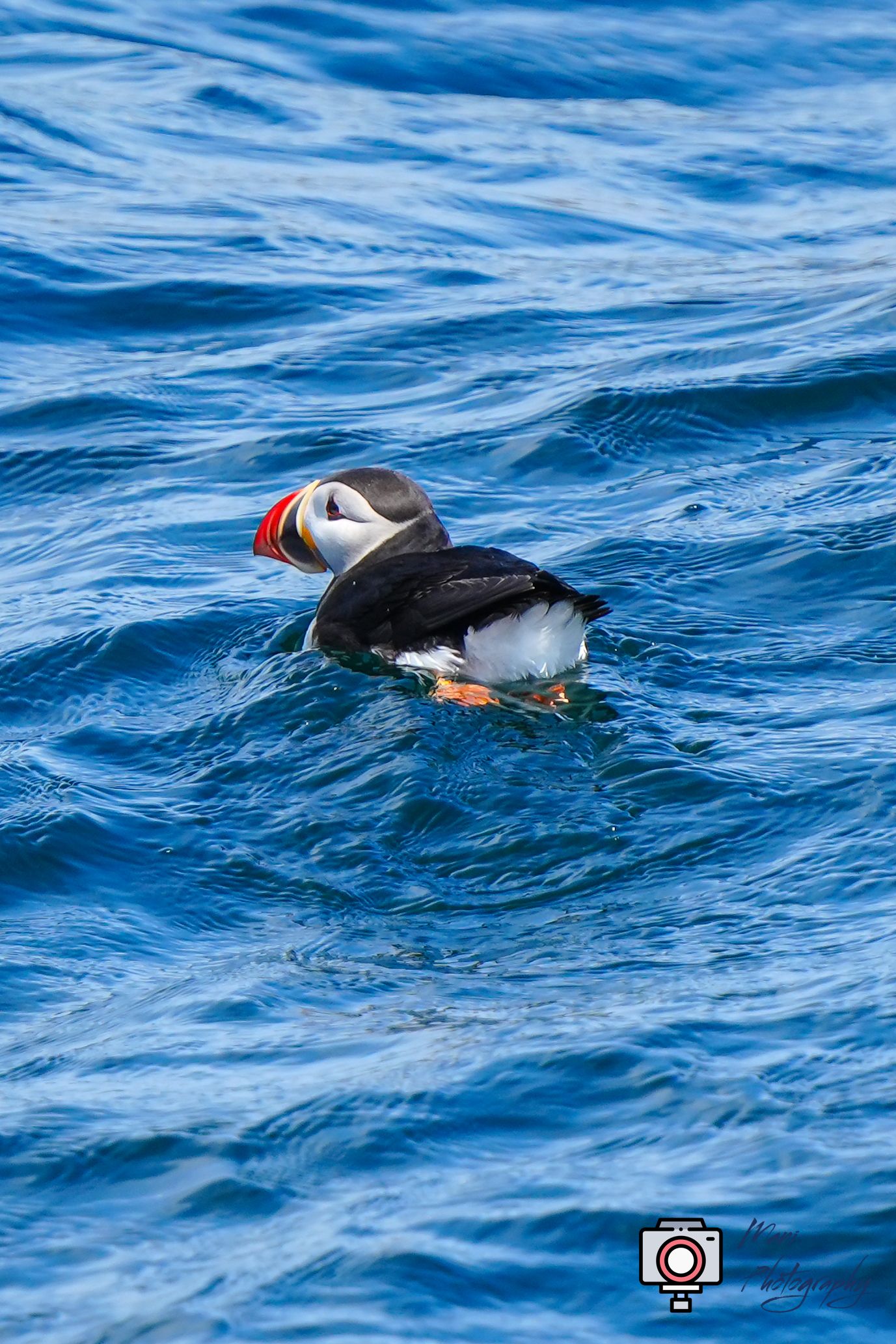 A colorful Atlantic puffin with bright orange beak floats on blue ocean water.
