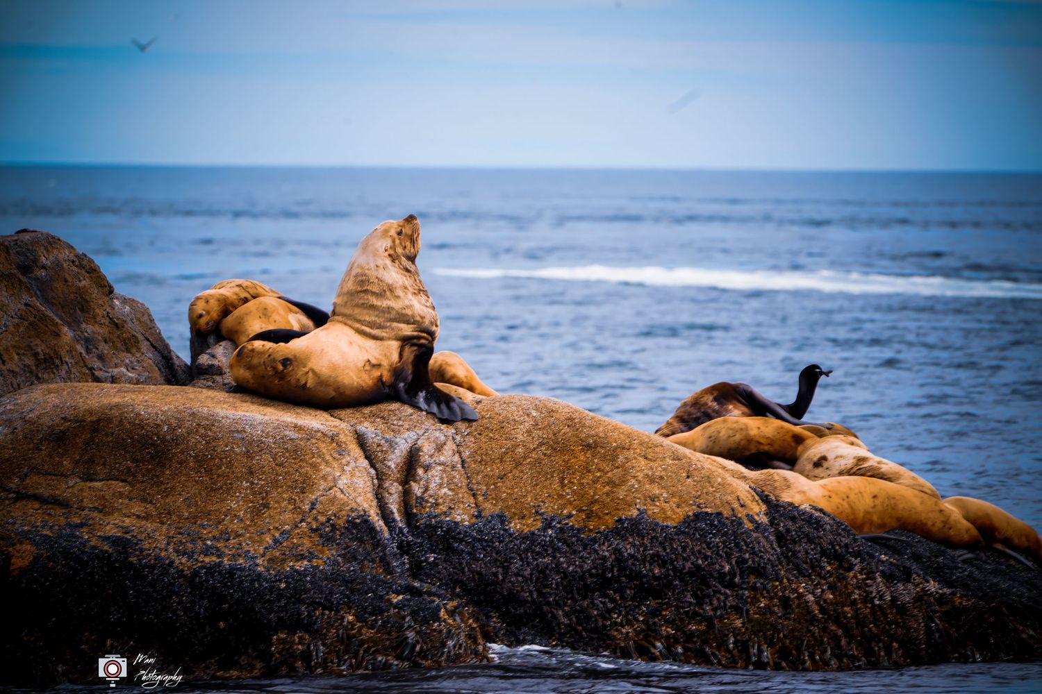 Group of Steller sea lions lounging on coastal rocks with ocean horizon in background.