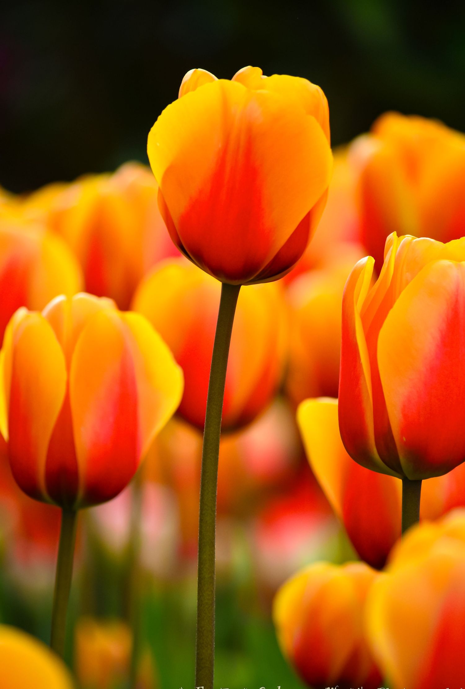 Close-up of orange and yellow tulips glowing in sunlight against a blurred background.