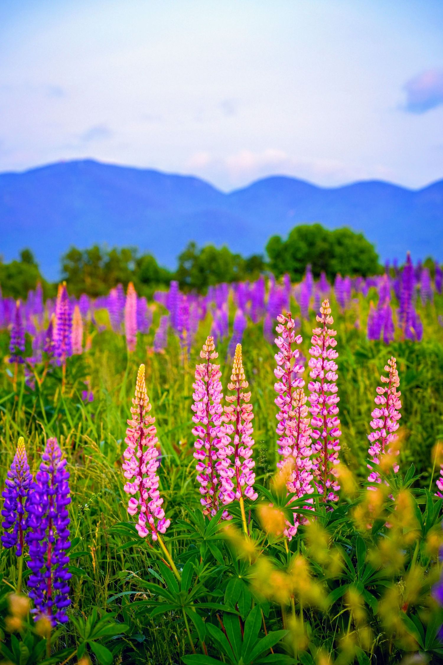 Vibrant lupine flowers in pink and purple bloom across a lush green field with blue mountains in the background.