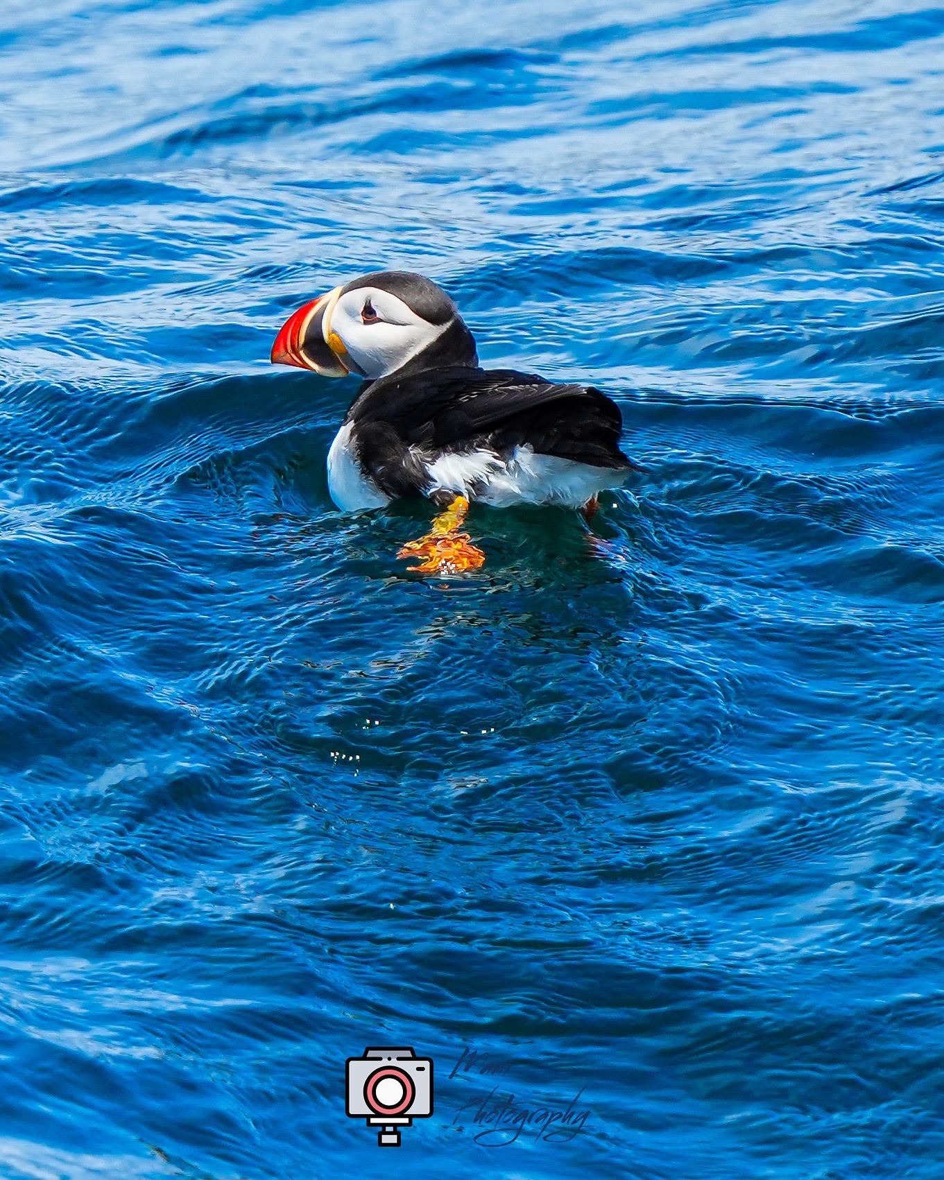A colorful Atlantic puffin with orange beak floats on vibrant blue ocean water, showcasing its black and white plumage.