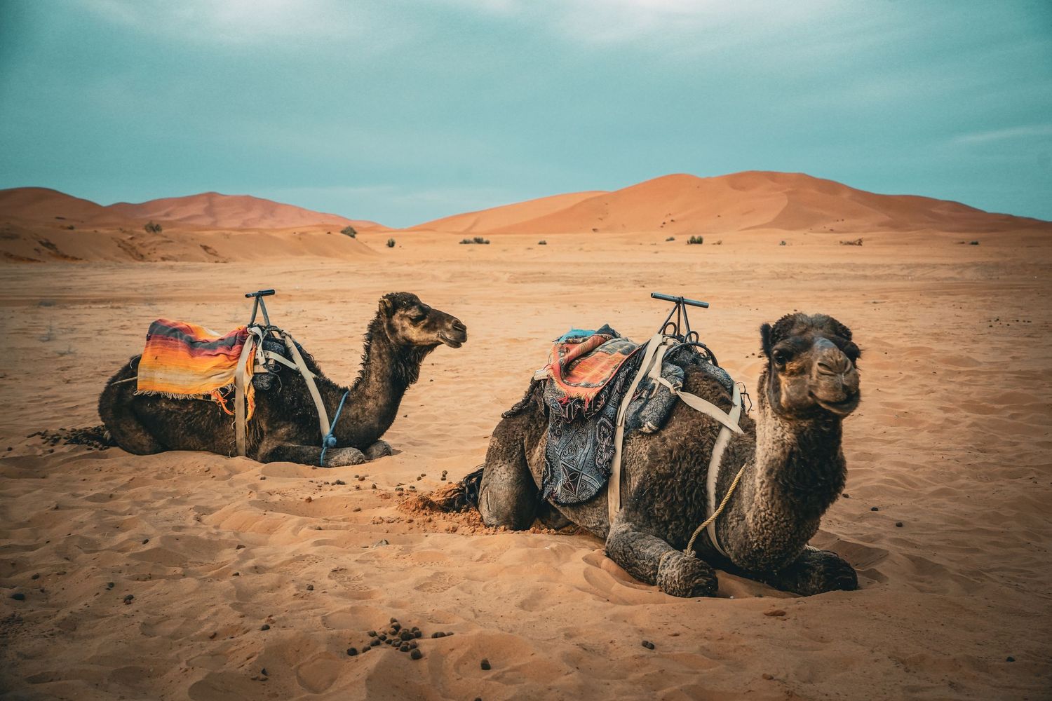 Two camels with colorful saddles resting on golden sand dunes in the Sahara Desert under a blue sky.