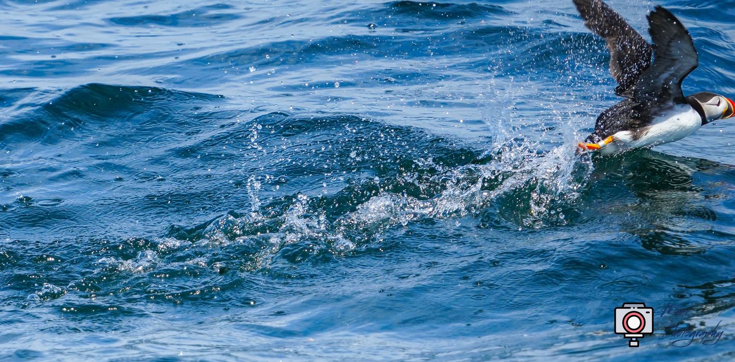 A cormorant bird taking flight from blue ocean water near a fishing rod on a boat.