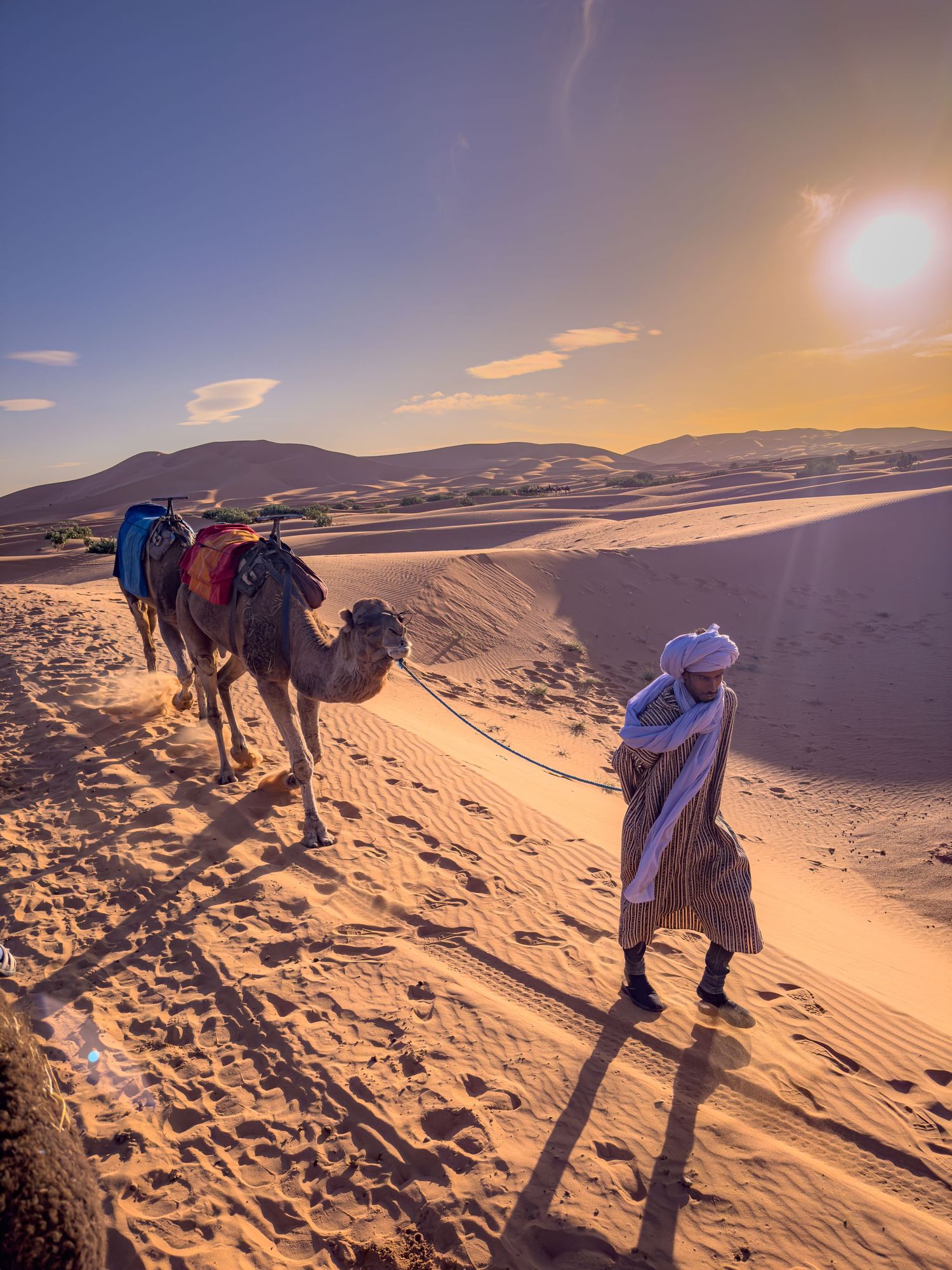 A Berber guide leads decorated camels across golden Sahara Desert dunes at sunset in Morocco.