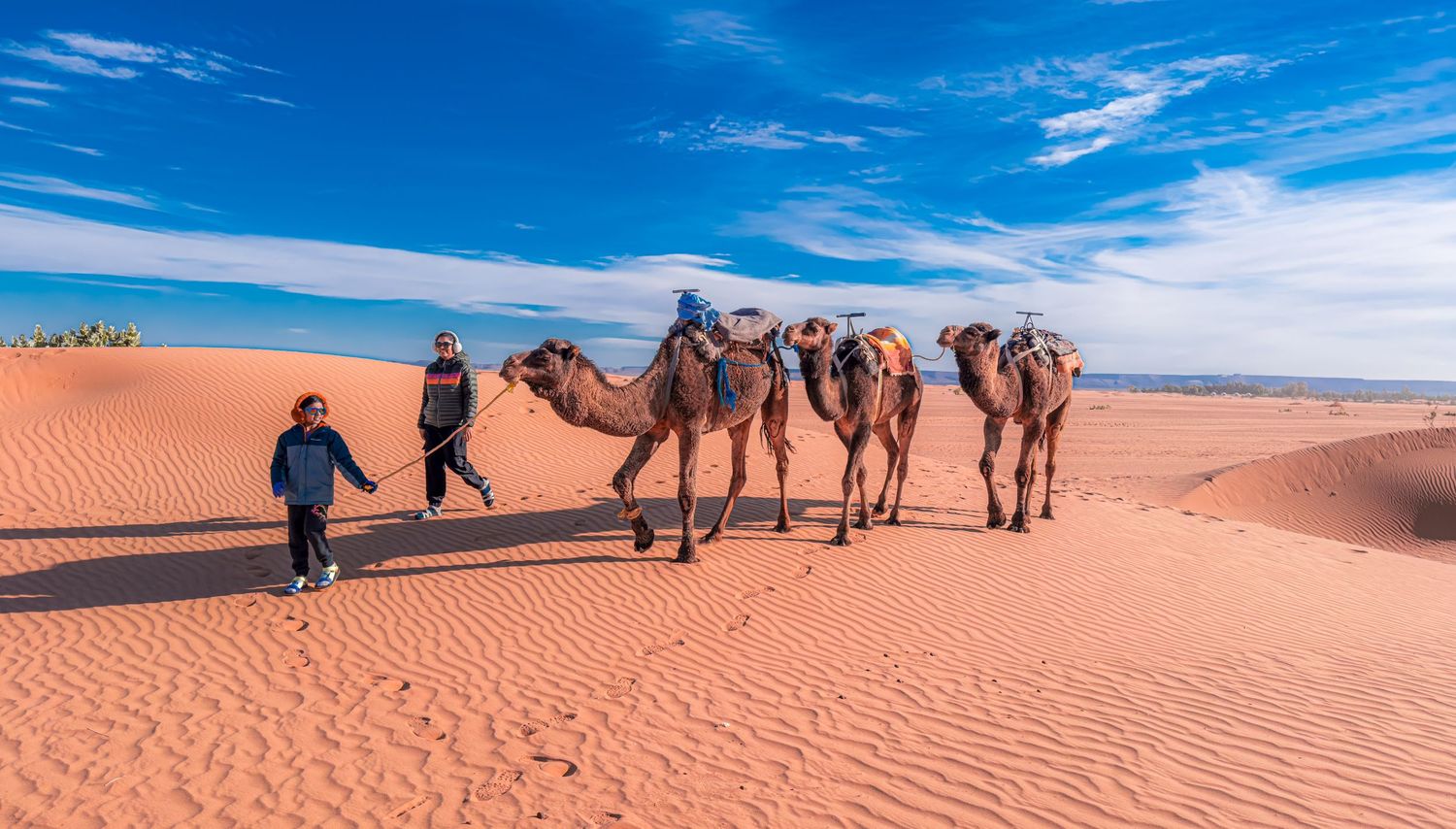 A camel caravan led by a guide crosses golden sand dunes under a vivid blue sky in the Sahara Desert, Morocco.