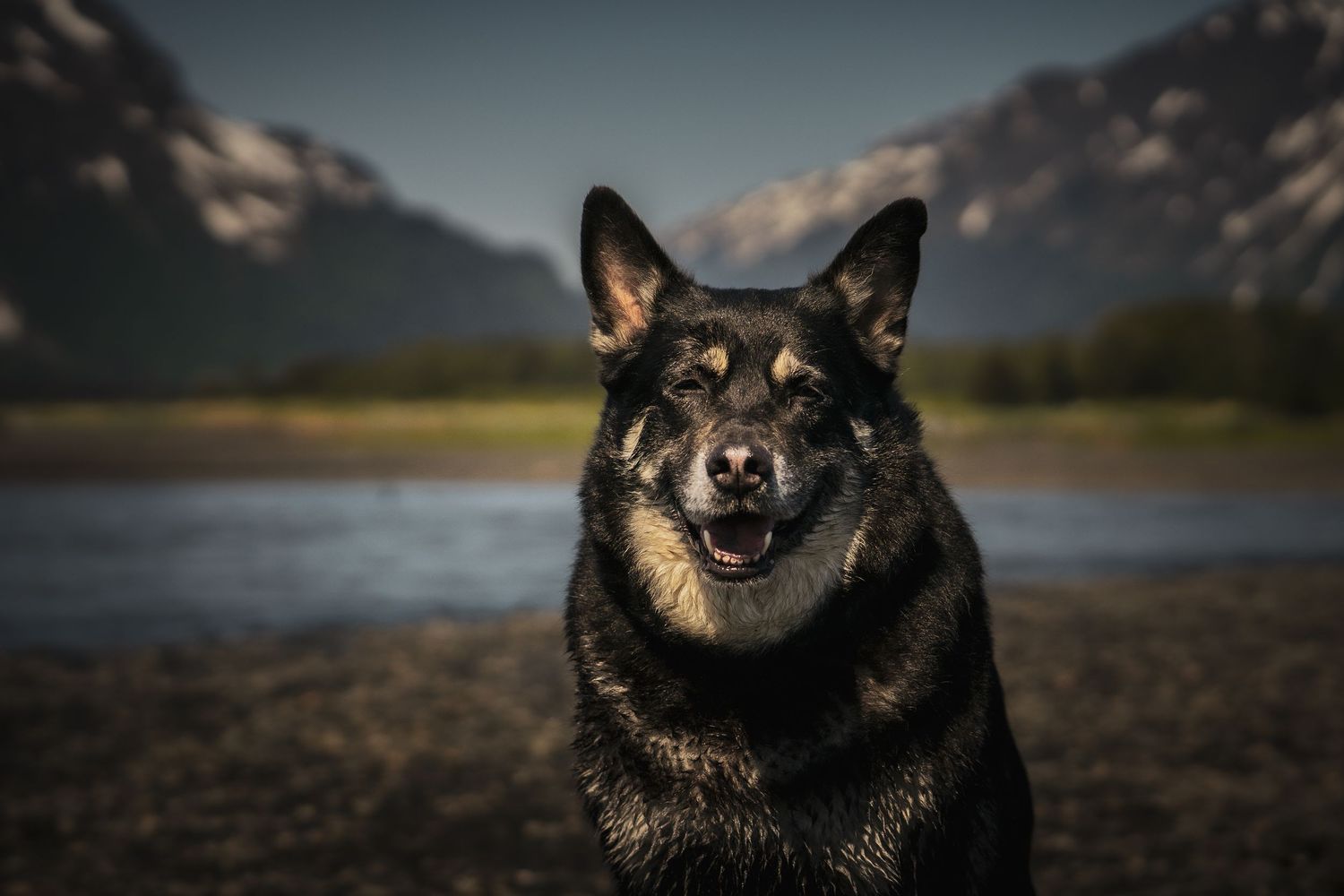 Dark German Shepherd dog portrait with mountains and river in background at dusk.