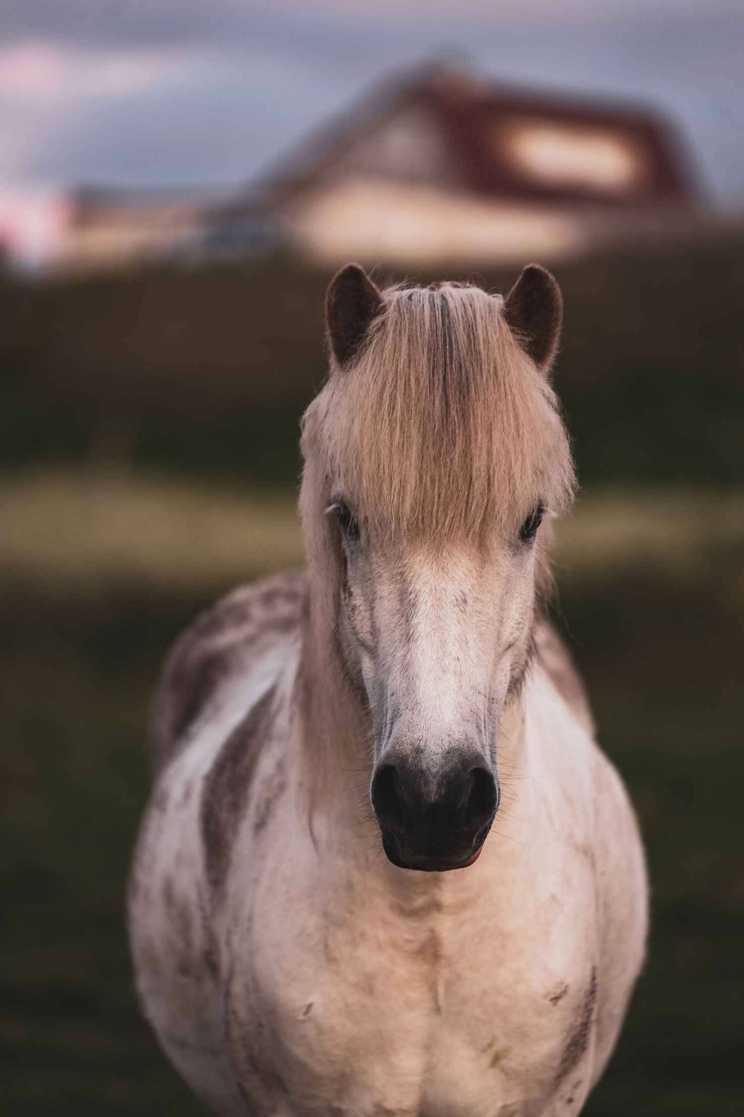 White Icelandic pony with flowing mane looking forward with farm building in background.
