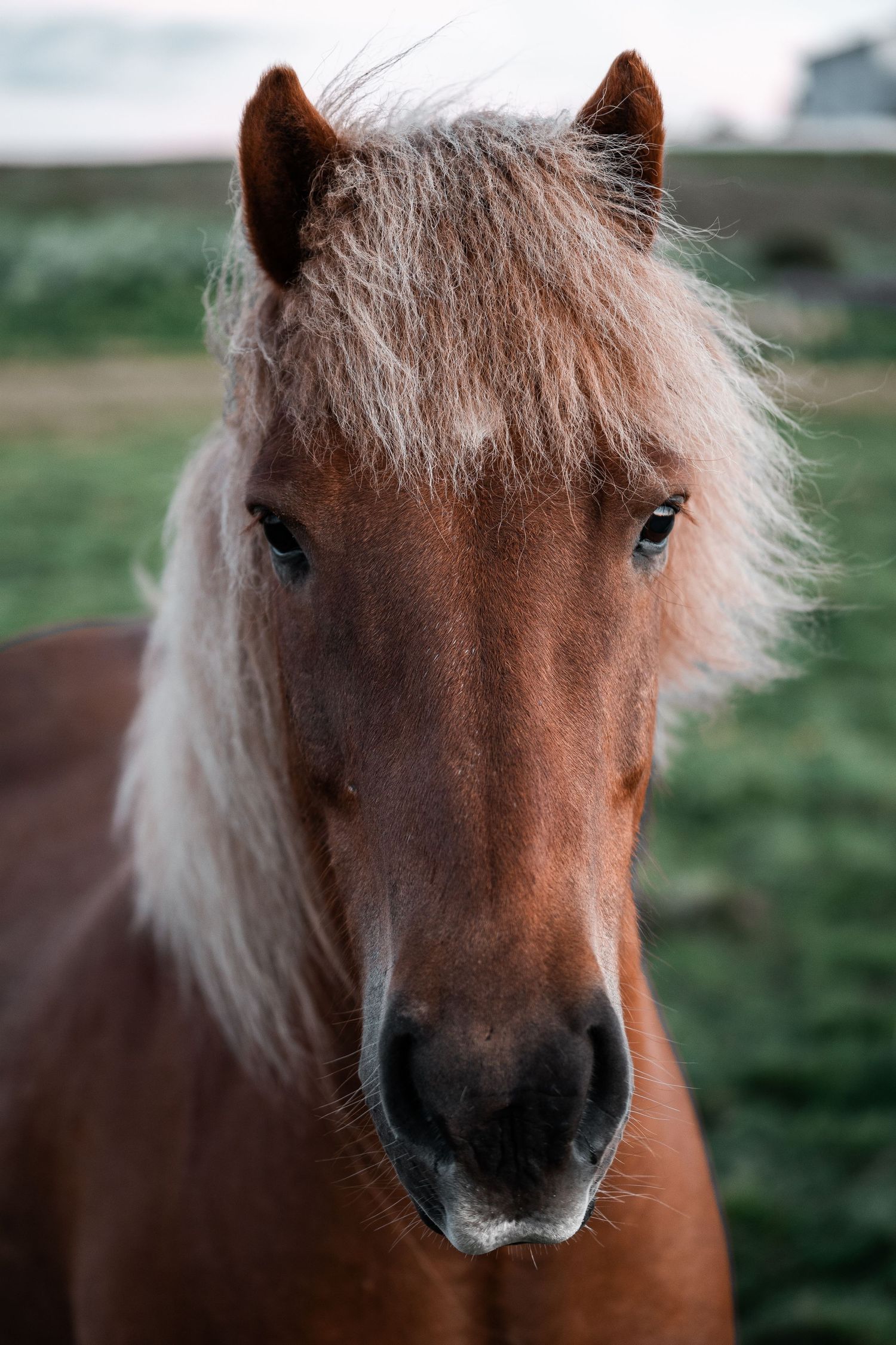 Chestnut Icelandic horse with blonde mane looking directly at camera in green field.