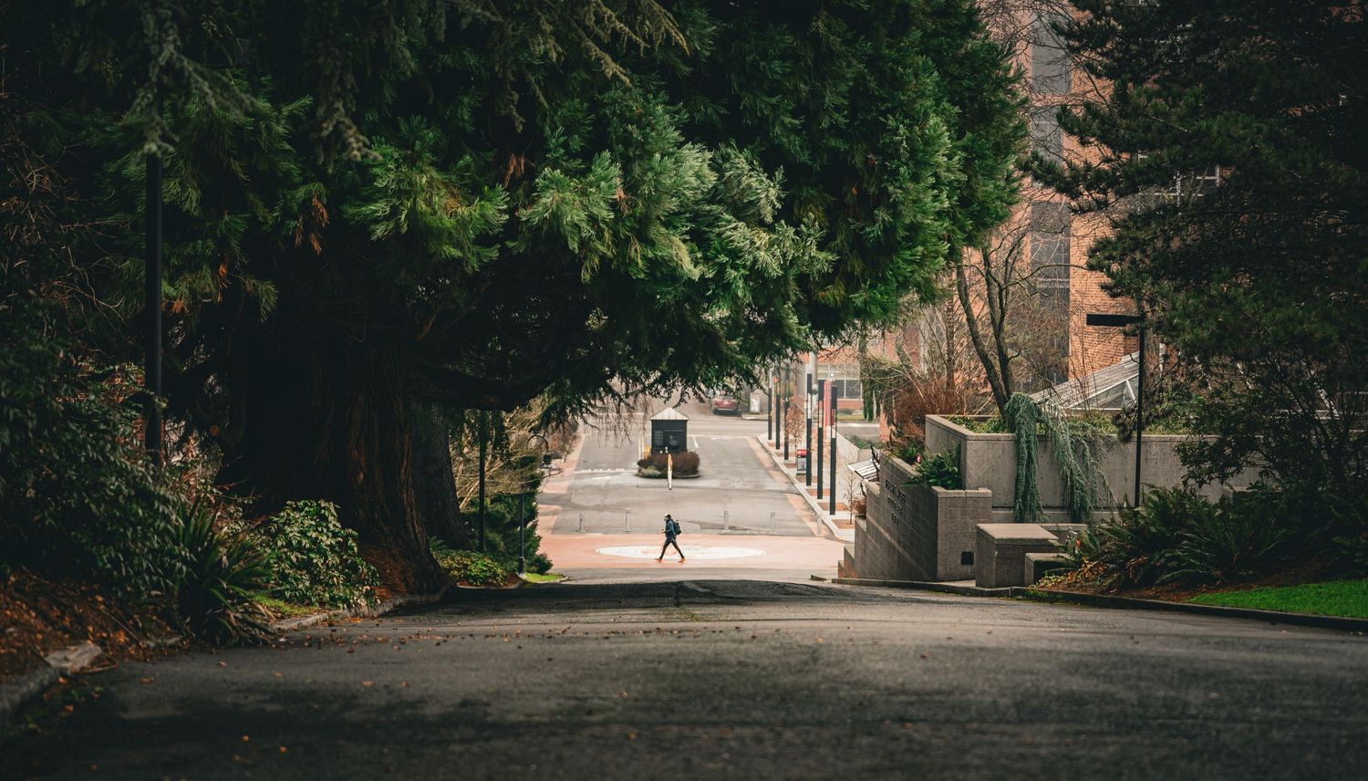 Solitary figure crossing quiet tree-lined campus road framed by lush green overhanging branches.