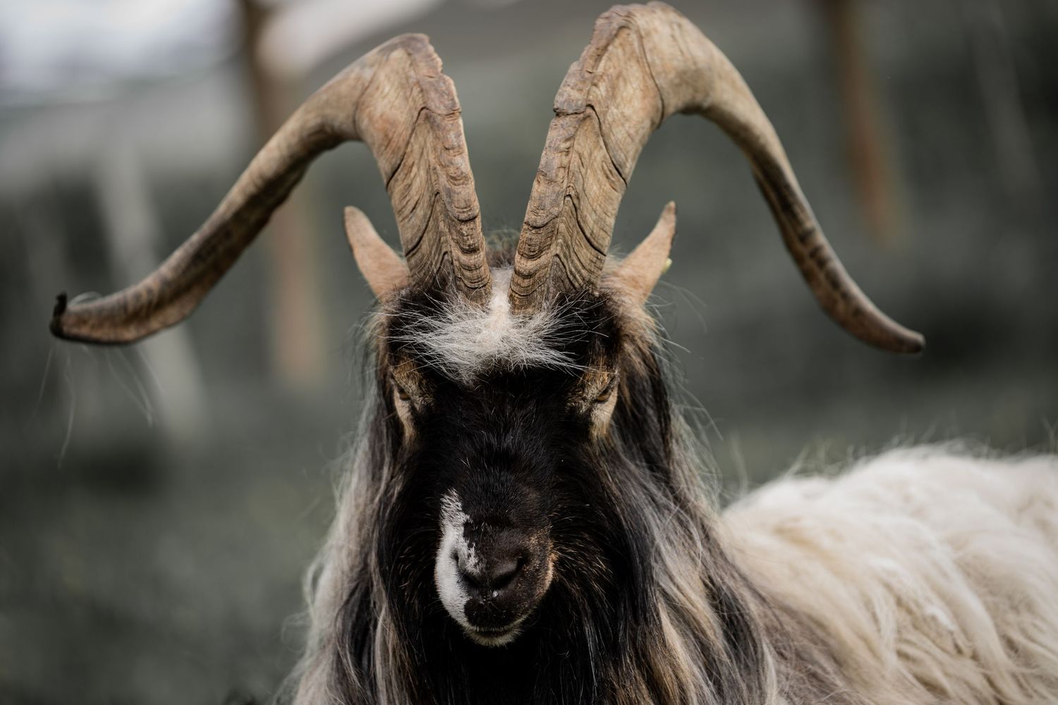 Close-up portrait of a goat with large curved horns and long black and white fur.