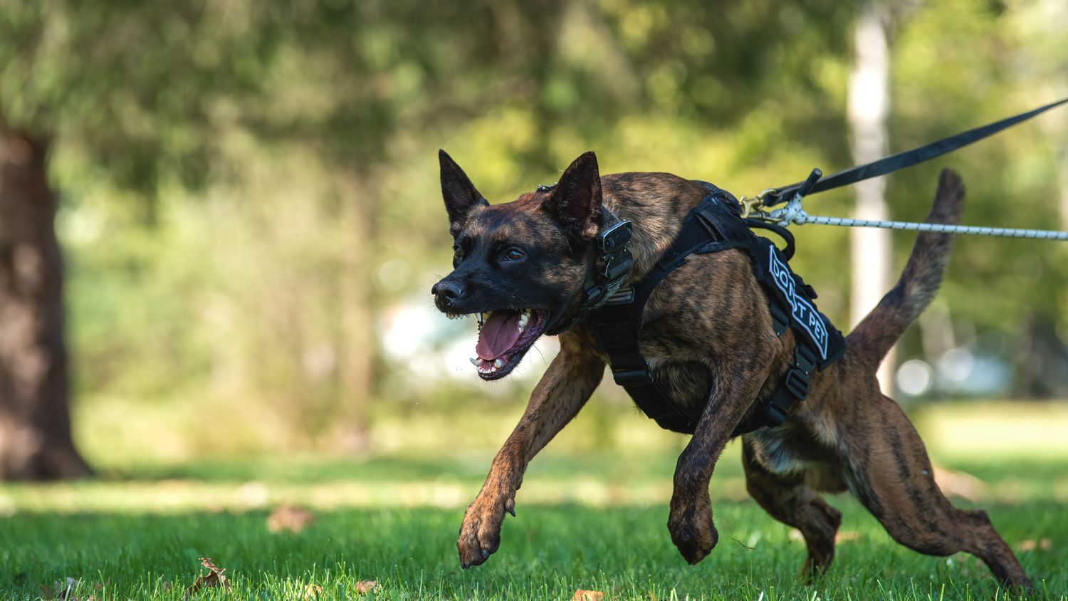 A Dutch Shepherd dog runs energetically on green grass in a park while on a leash and harness.